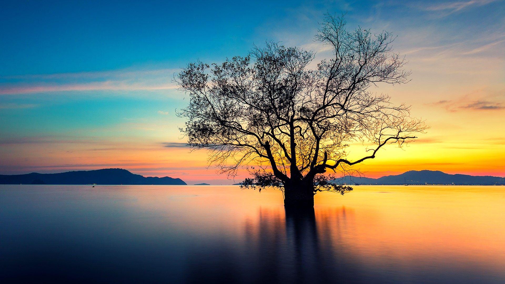 1920x1080 Sunset with dead tree, Phuket, Thailand .