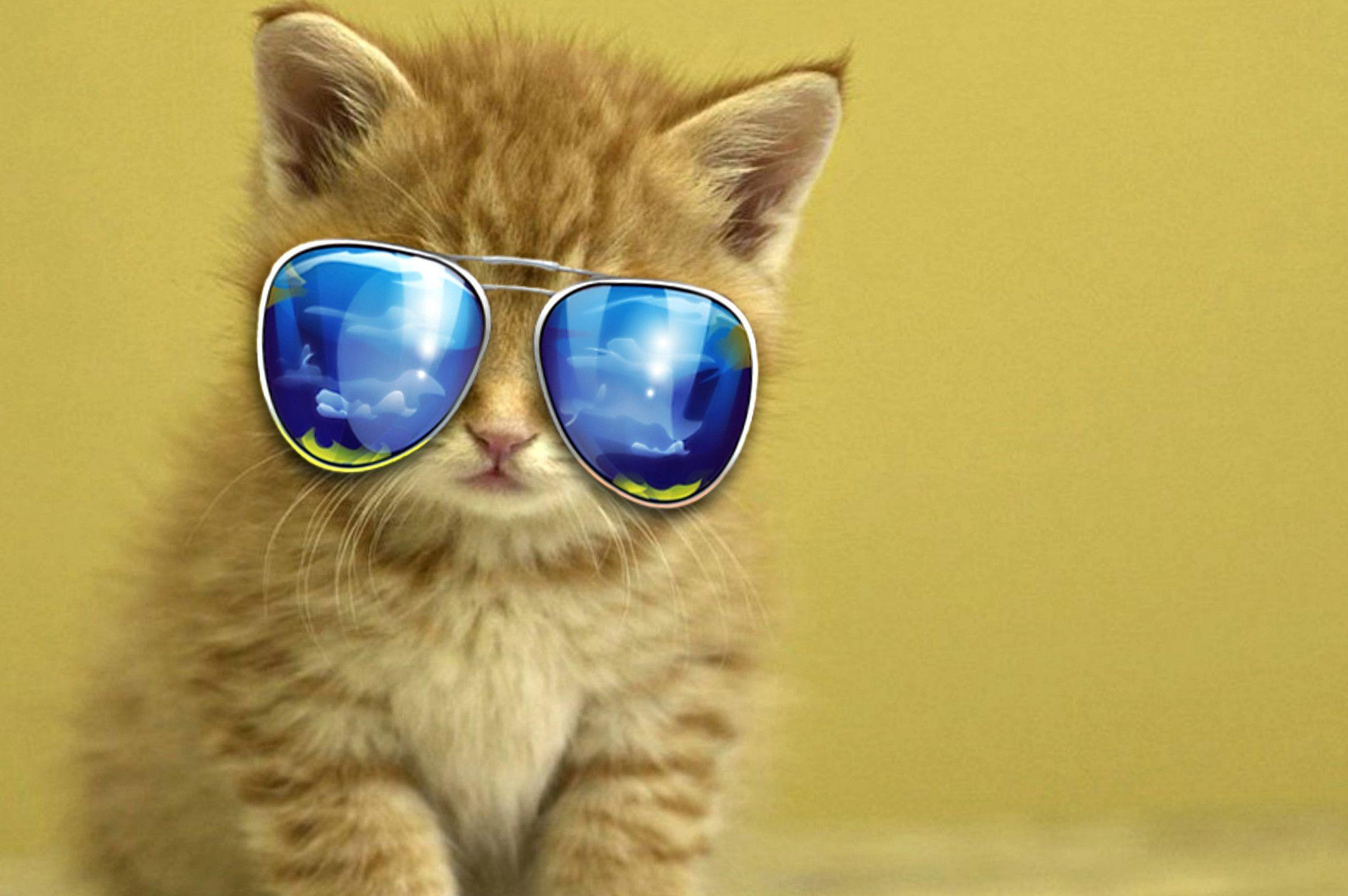 2262x1504 Awesome Wallpaper With Animalswallpaper Most.