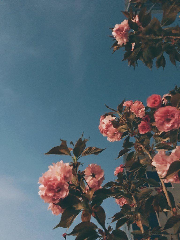 768x1024 Aesthetic Floral HD Wallpaper