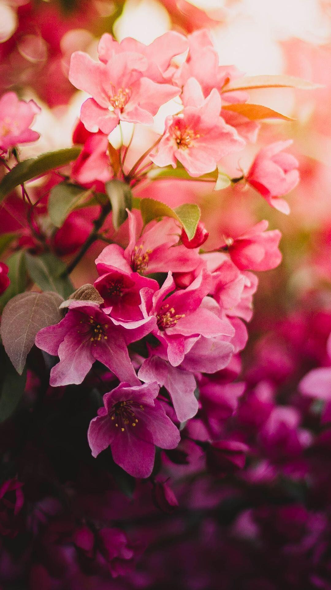 Pretty Flower Phone Wallpapers Top Free Pretty Flower Phone