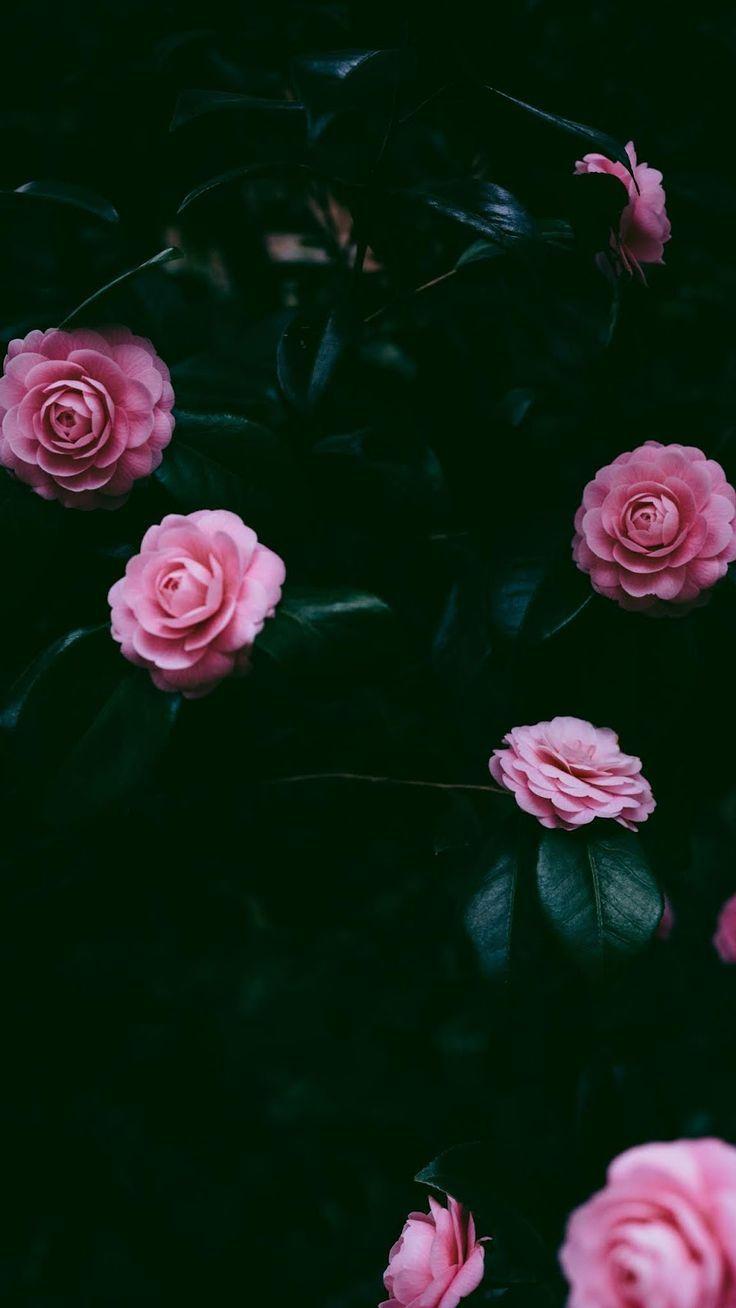 736x1308 Pink Rose Flowers Pink Rose Aesthetic .novocom.top