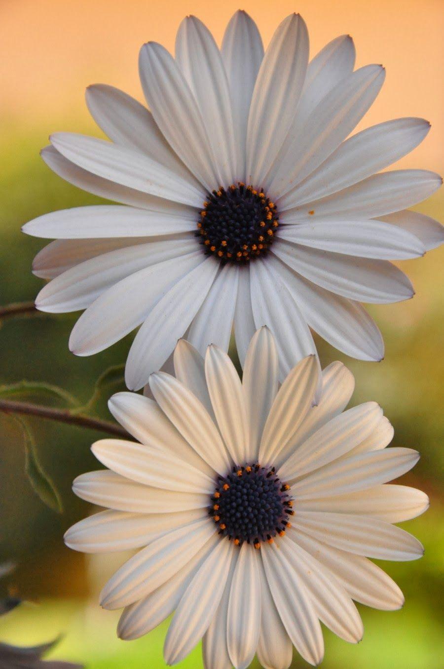 900x1355 Mobile HD Wallpaper Group Wallpaper