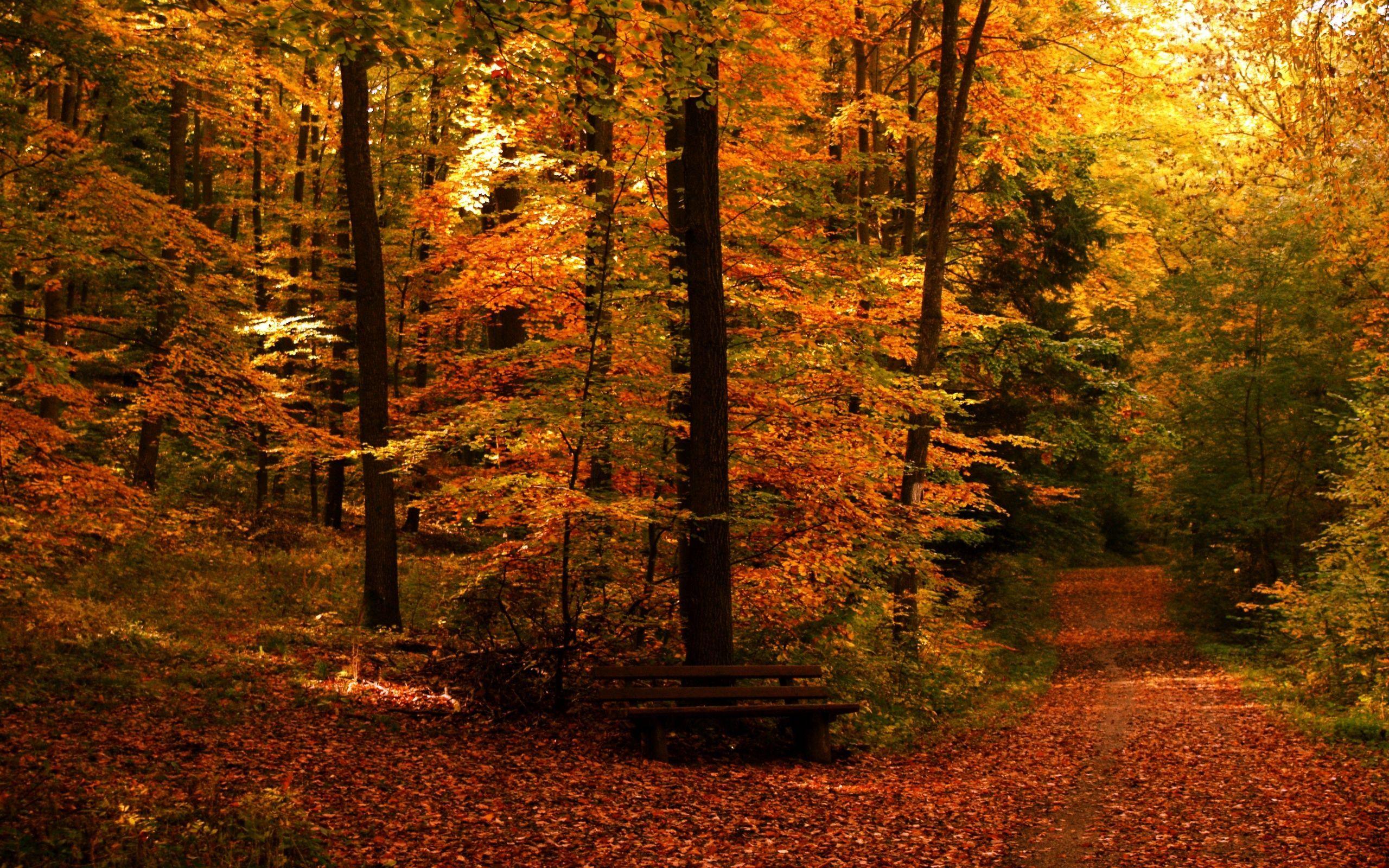 2560x1600 google autumn wallpaper for desktop .com