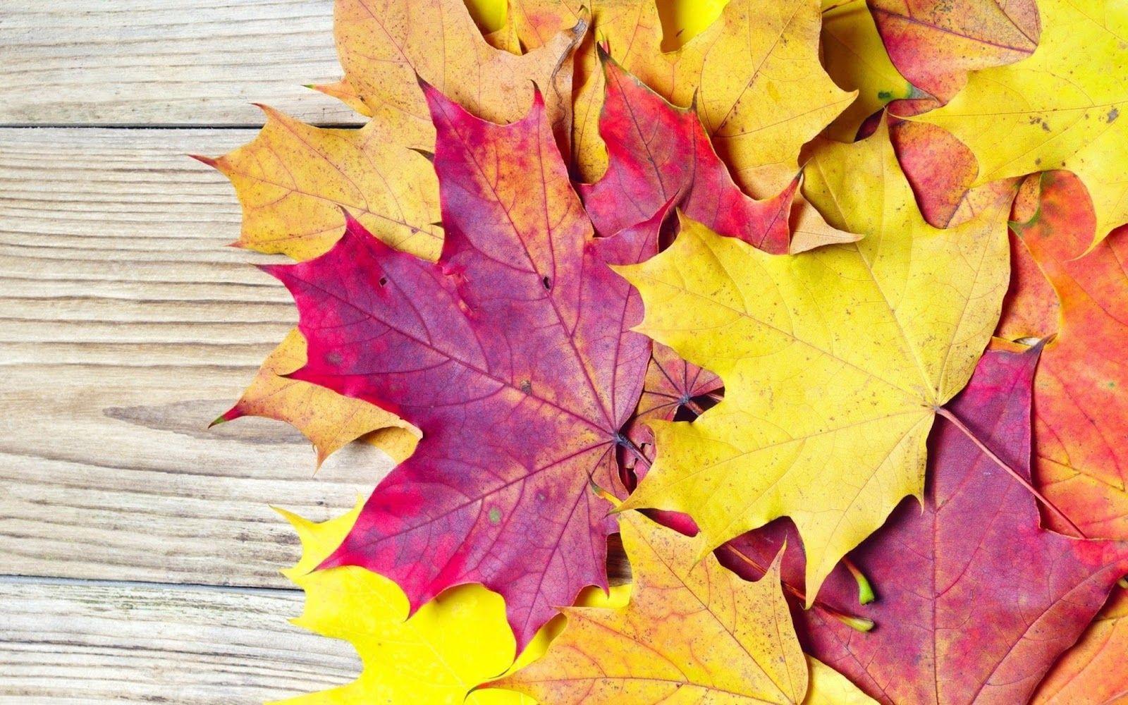 1600x1000 HD Autumn Wallpaper 4K For Desktop .