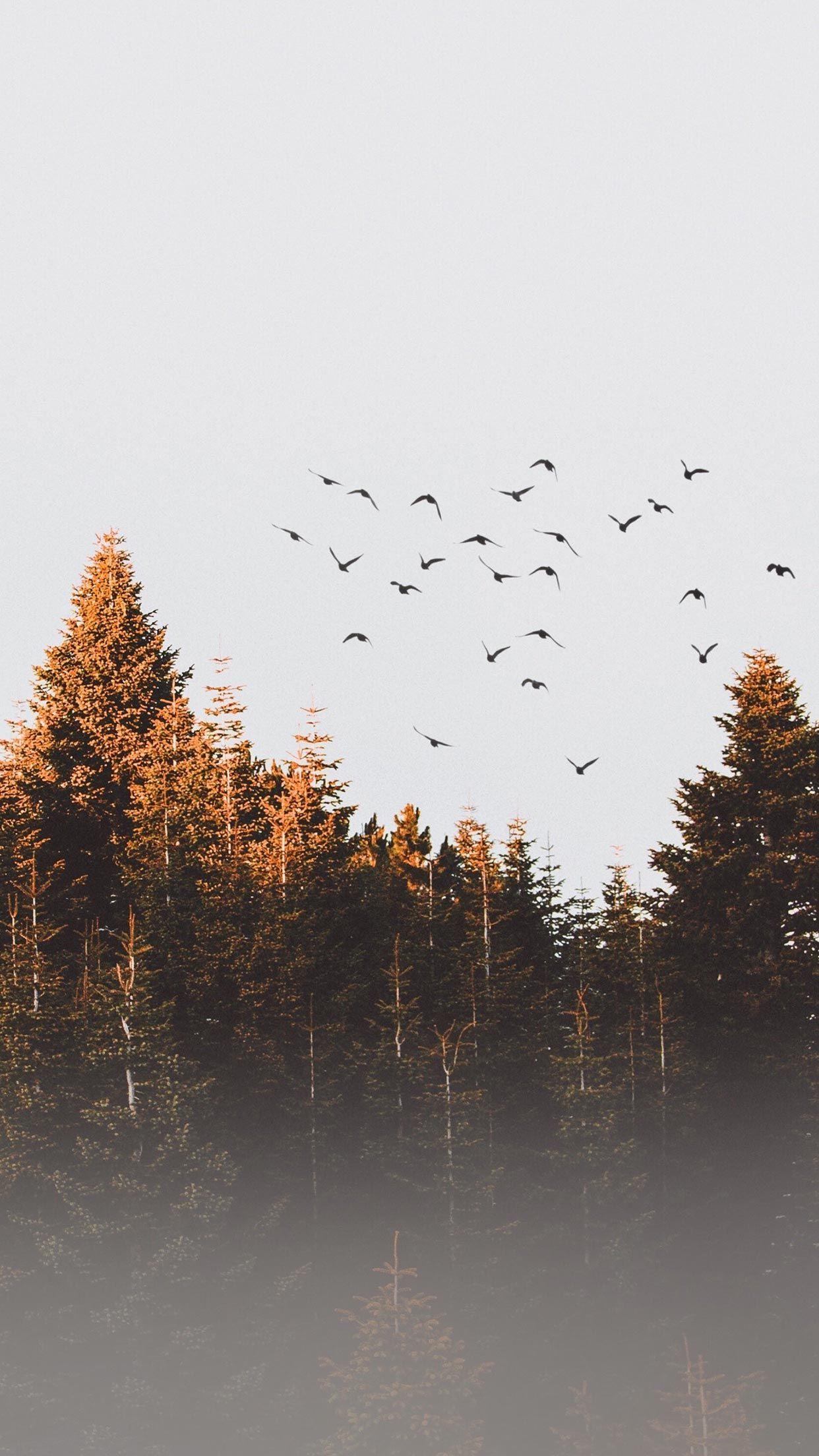 1242x2208 Fall iPhone XS Wallpaper .com