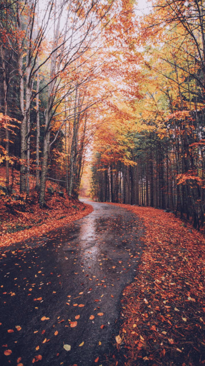 719x1280 Aesthetic Fall Leaves .
