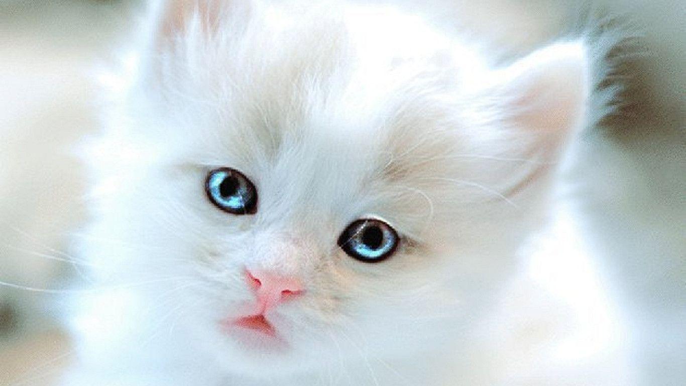 1366x768 Cute 3D Wallpaper