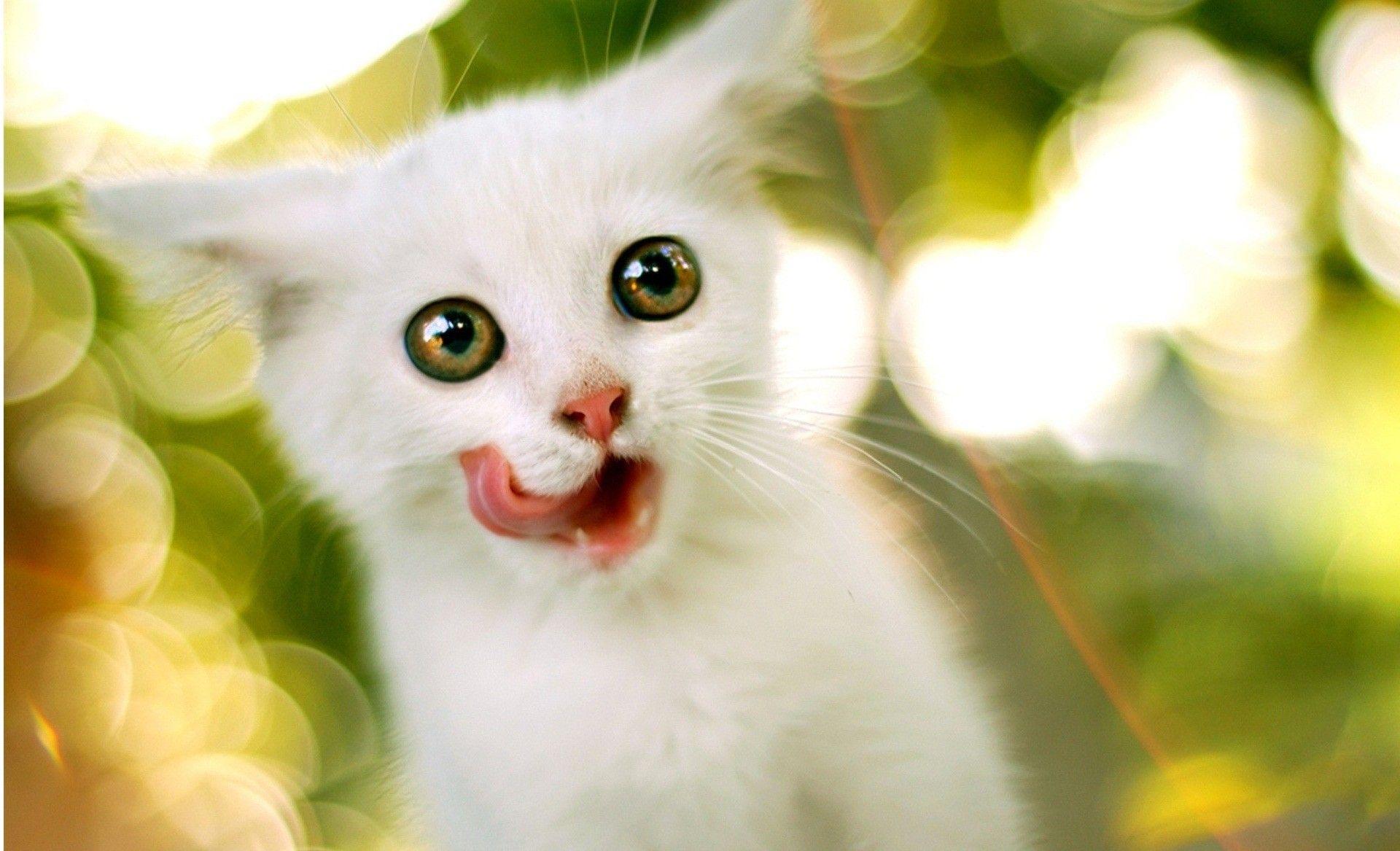1920x1167 Wallpaper 3D Cat
