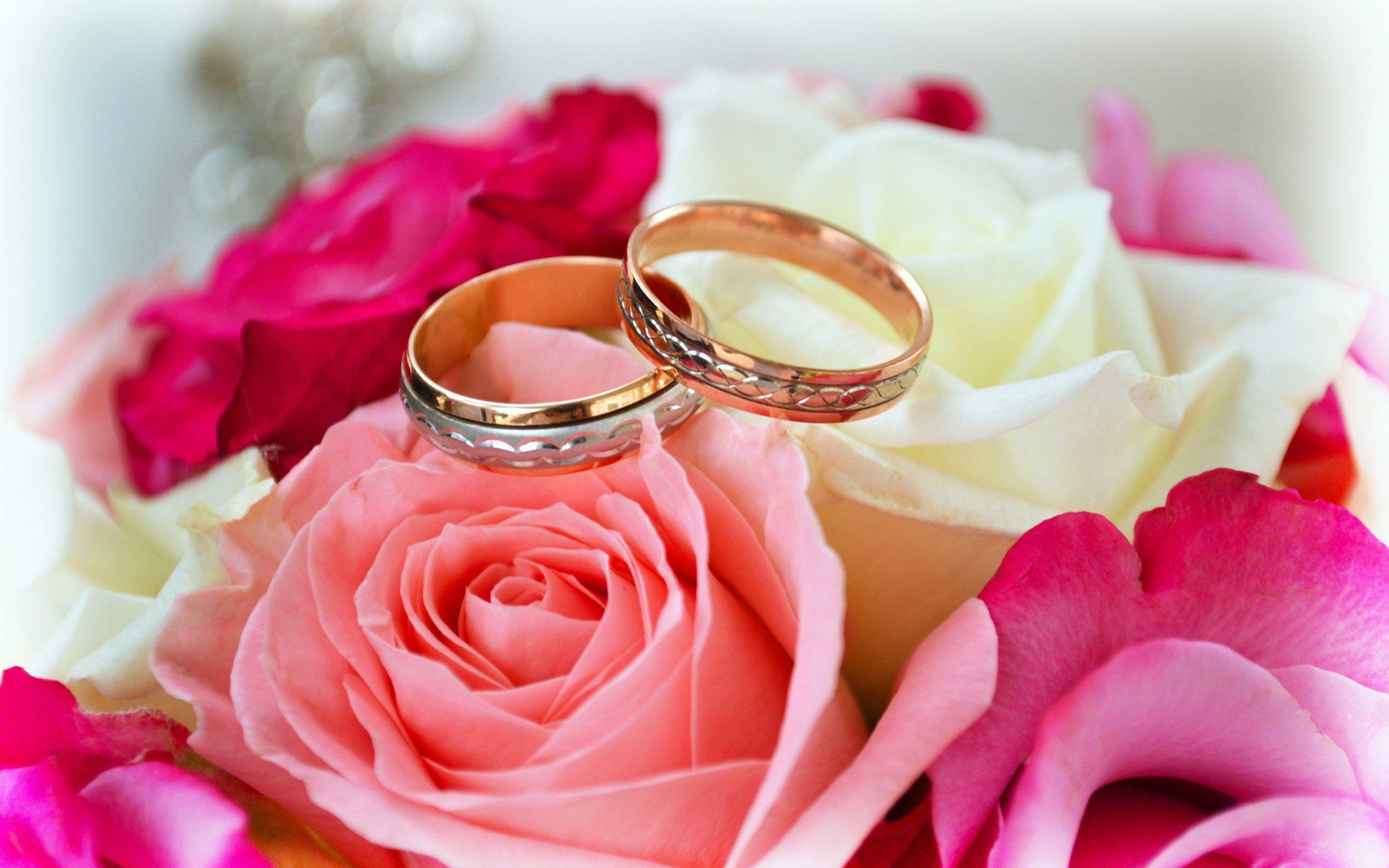 2560x1600 rings, Love, Roses, Flowers, Pink, Red .