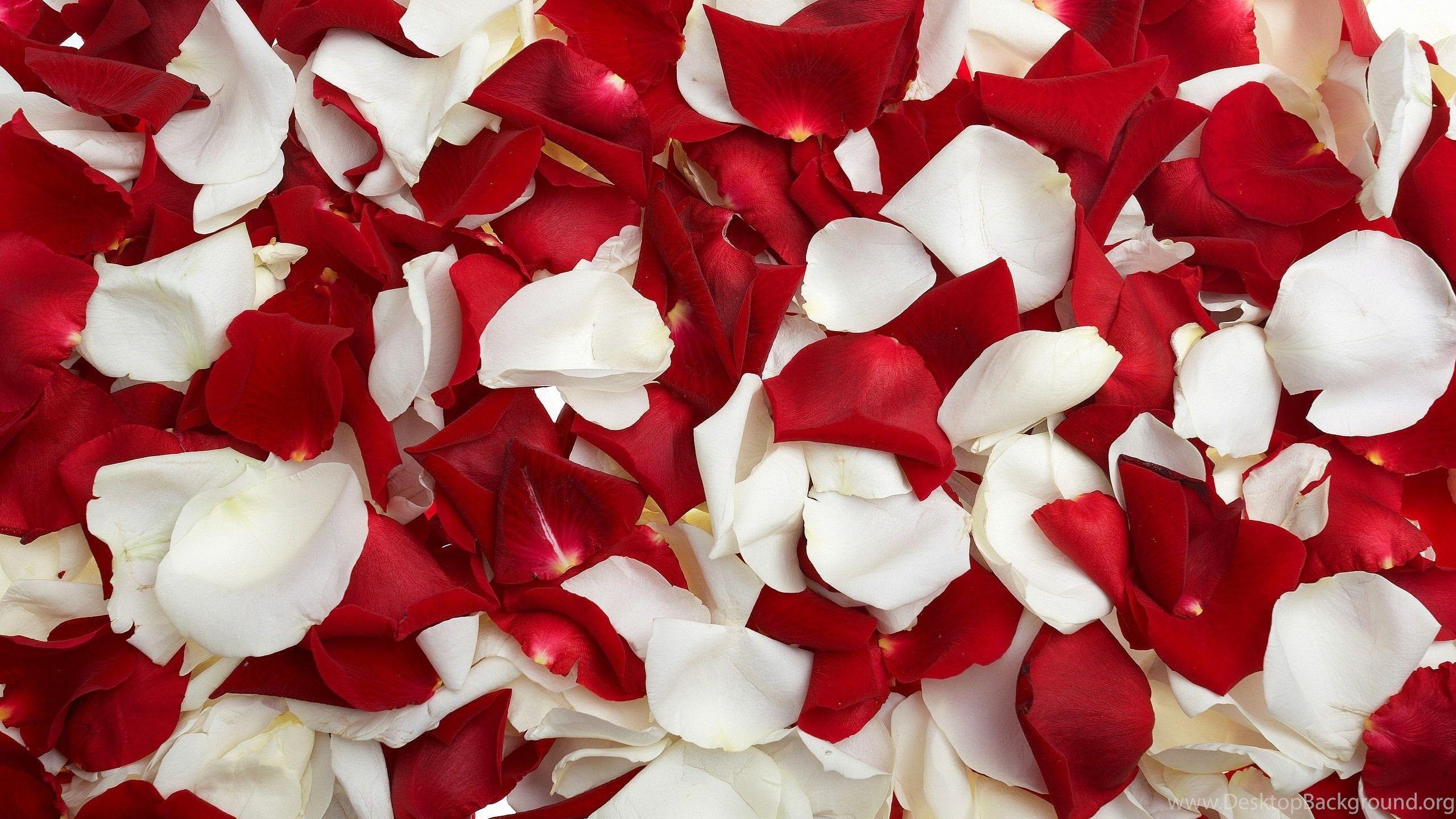 2560x1440 red rose Desktop