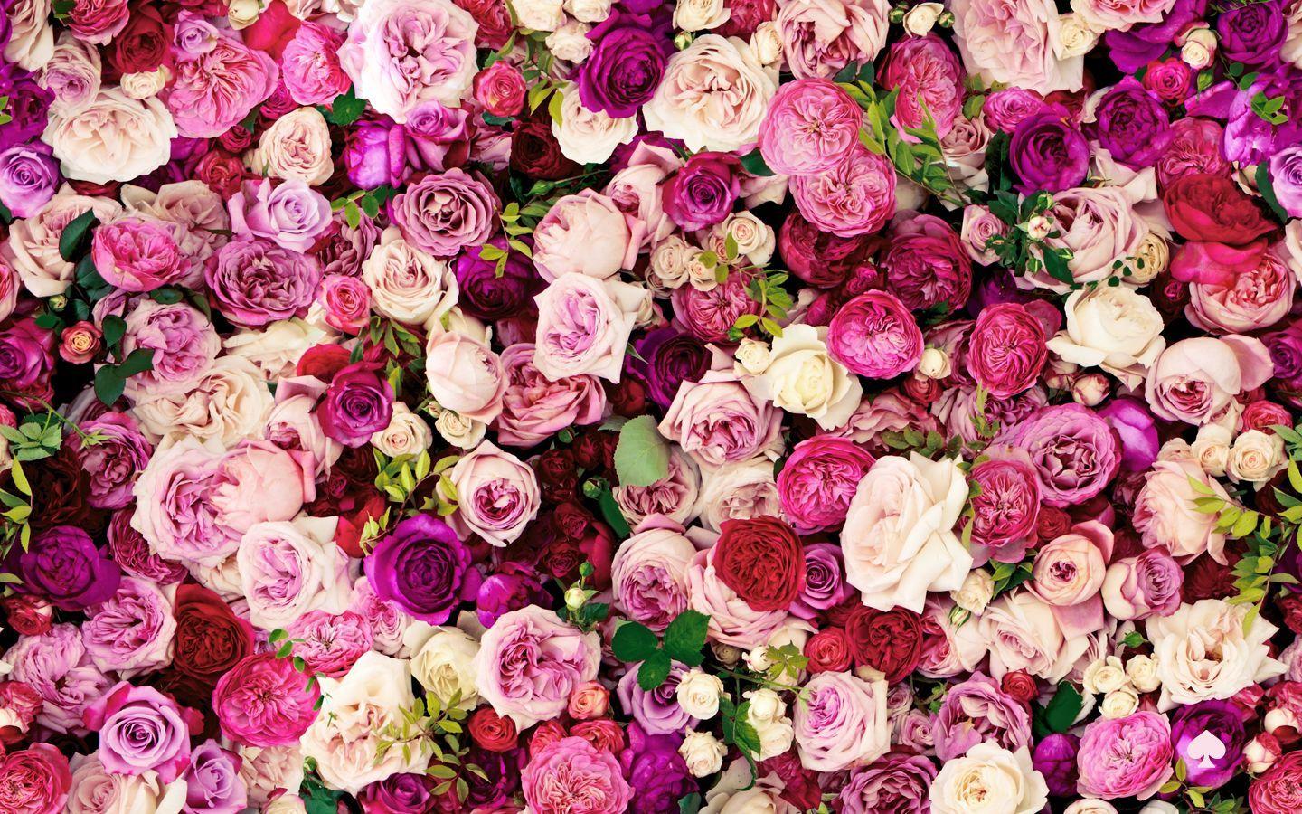 1440x900 Kate Spade Roses Background .