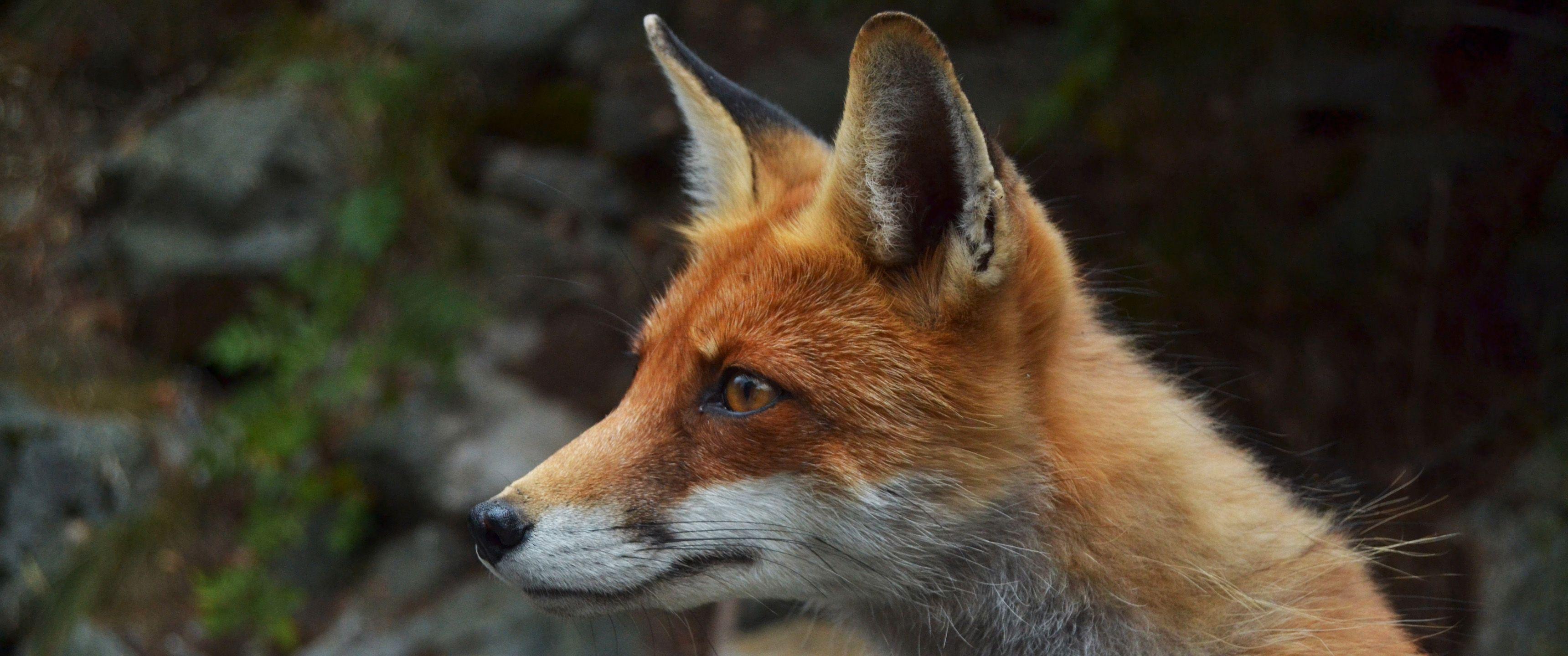 3440x1440 Fox Ultrawide Wallpaper 9 .