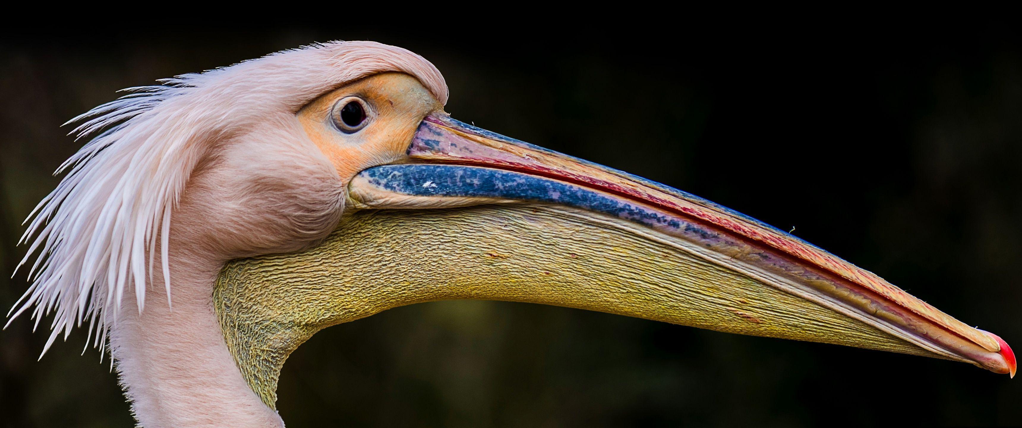 3440x1440 Animal Wallpapers - Top Free 3440x1440 Animal Backgrounds
