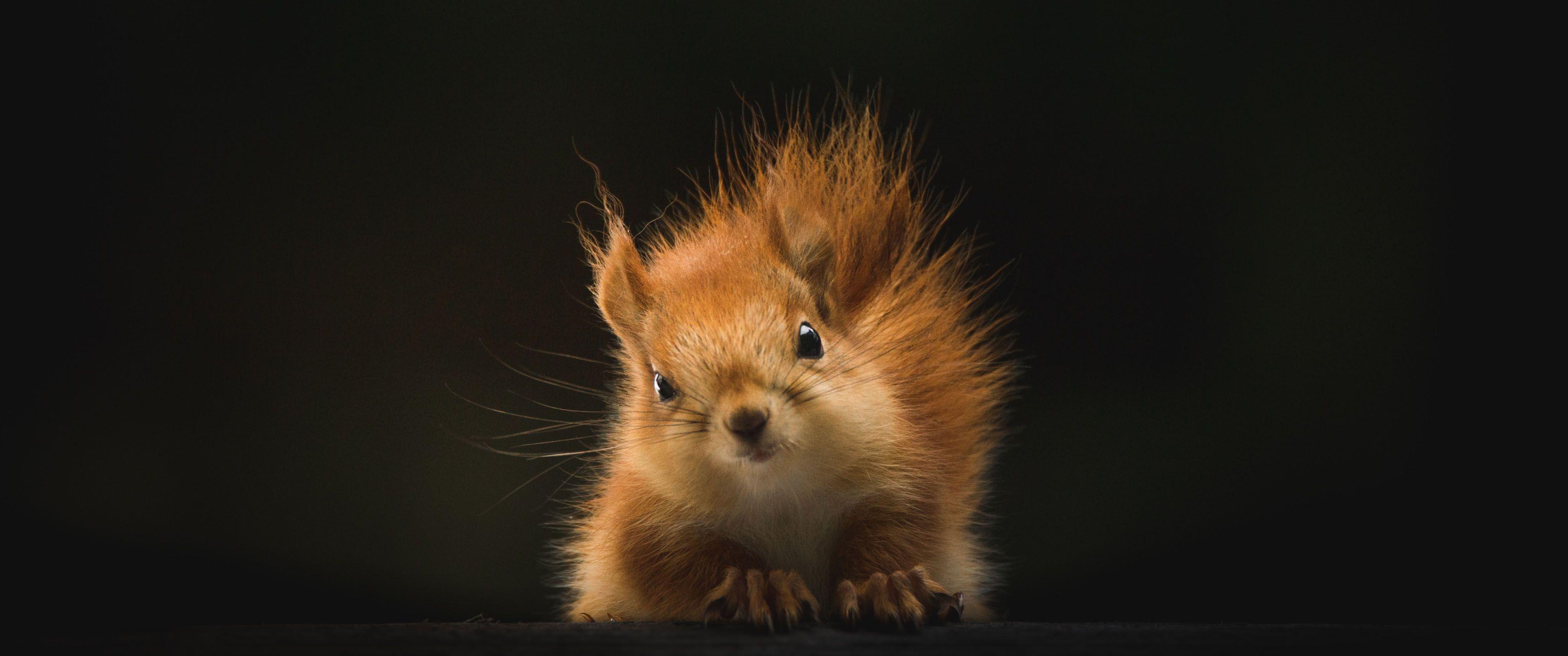 3440x1440 Marvelous Critter 21:9 Wallpaper .