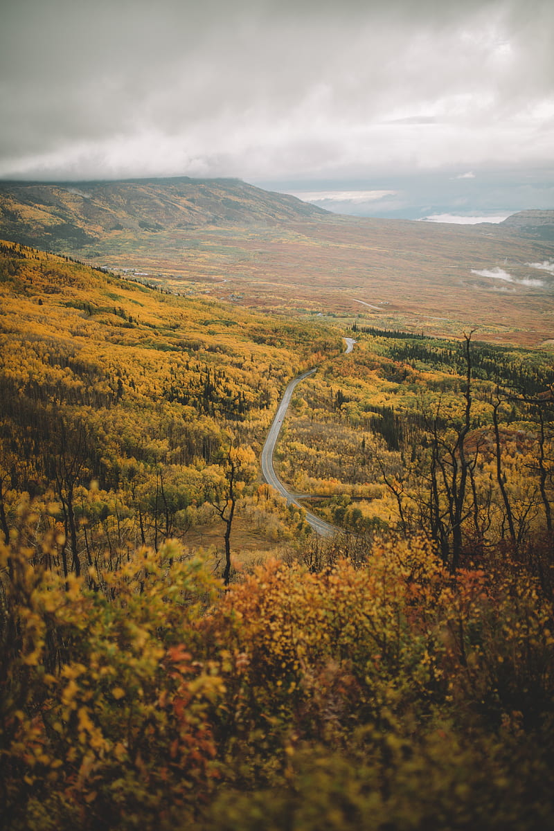 800x1200 Sajek Valley, bridge, forest, house, road, HD wallpaper