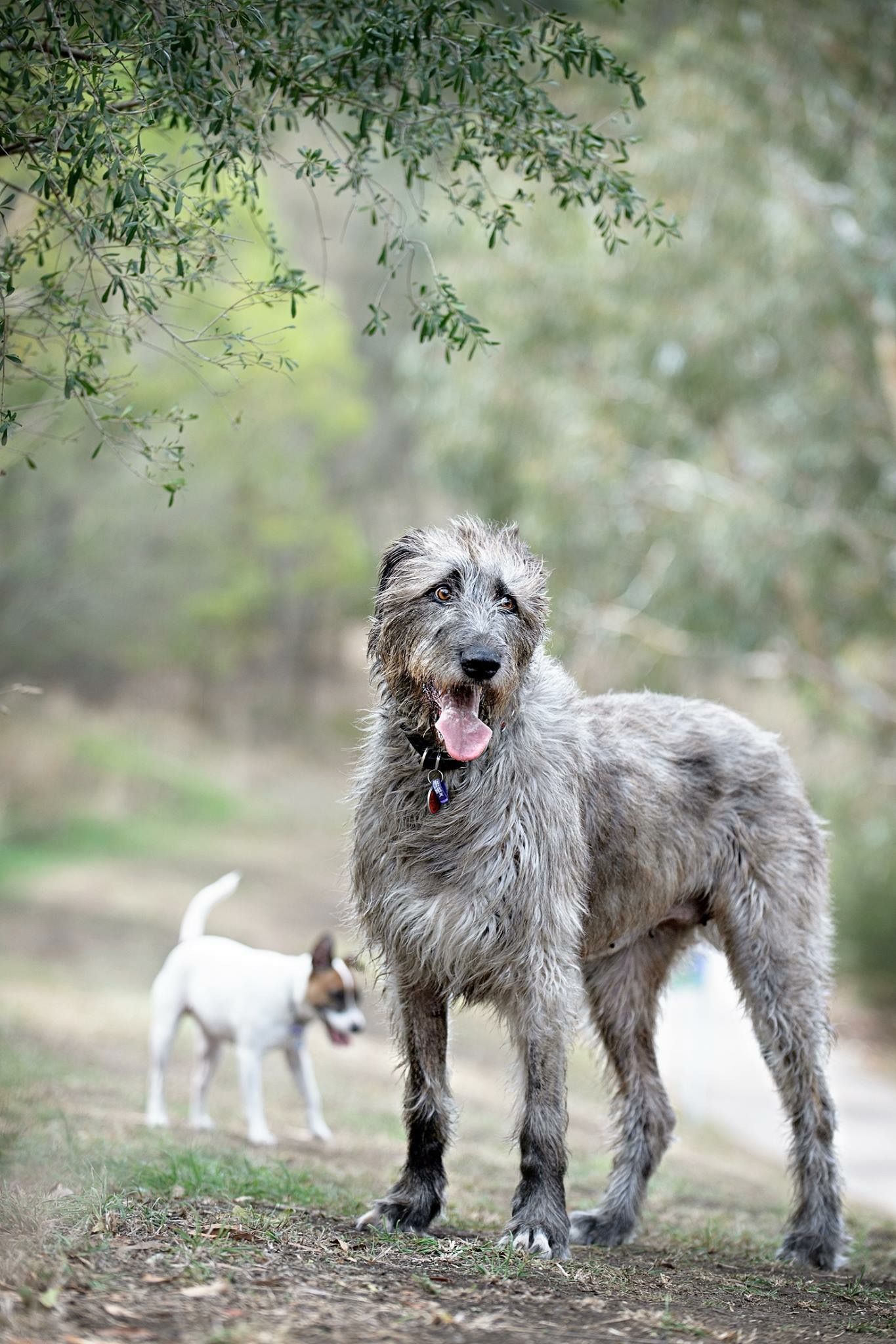 1365x2048 Irish wolf hound ideas. group of irish wolfhounds, irish wolfhound next to person, irish wolfhounds