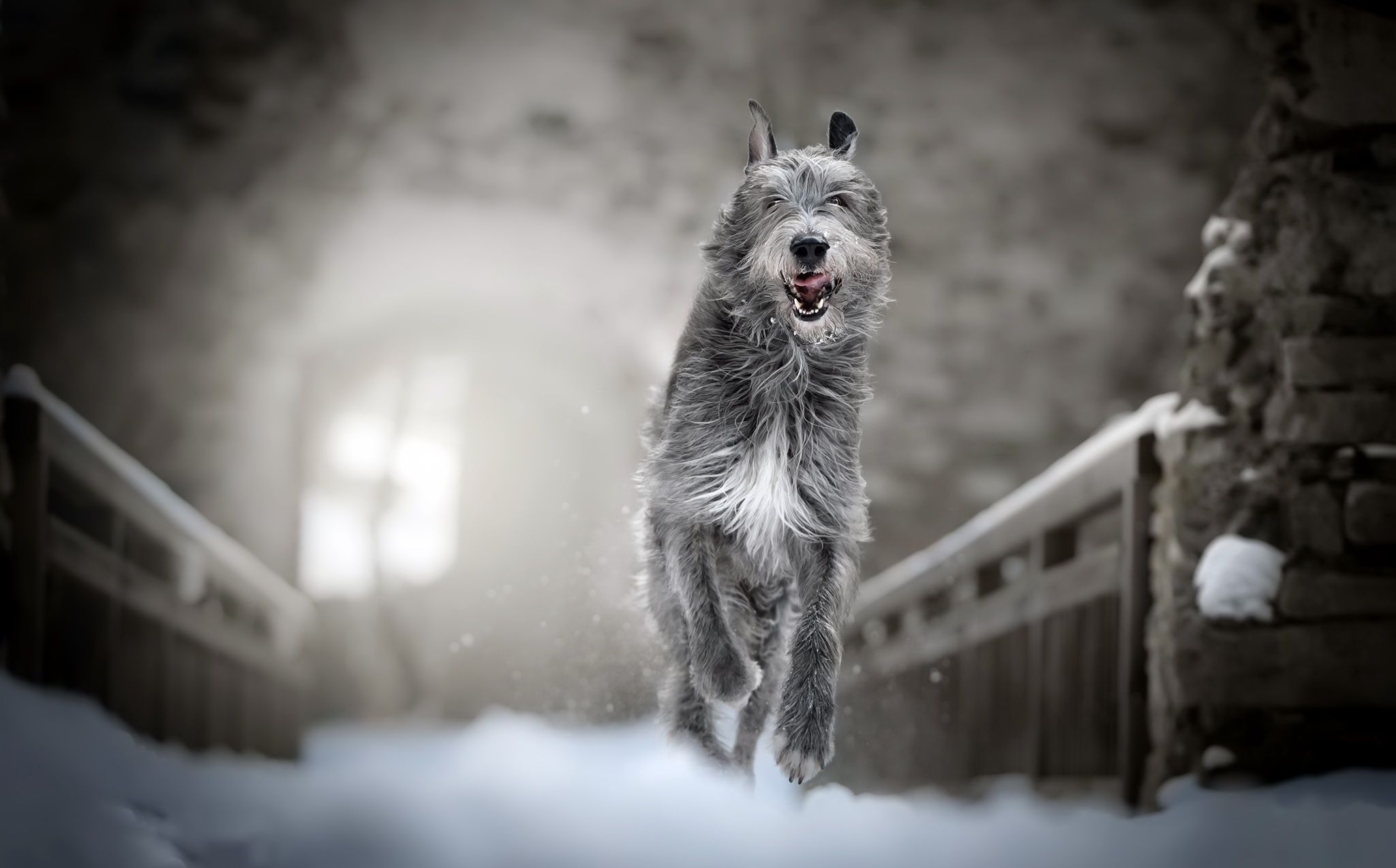 2048x1274 Irish Wolfhound Phone Wallpaper: Free 4K & HD Downloads