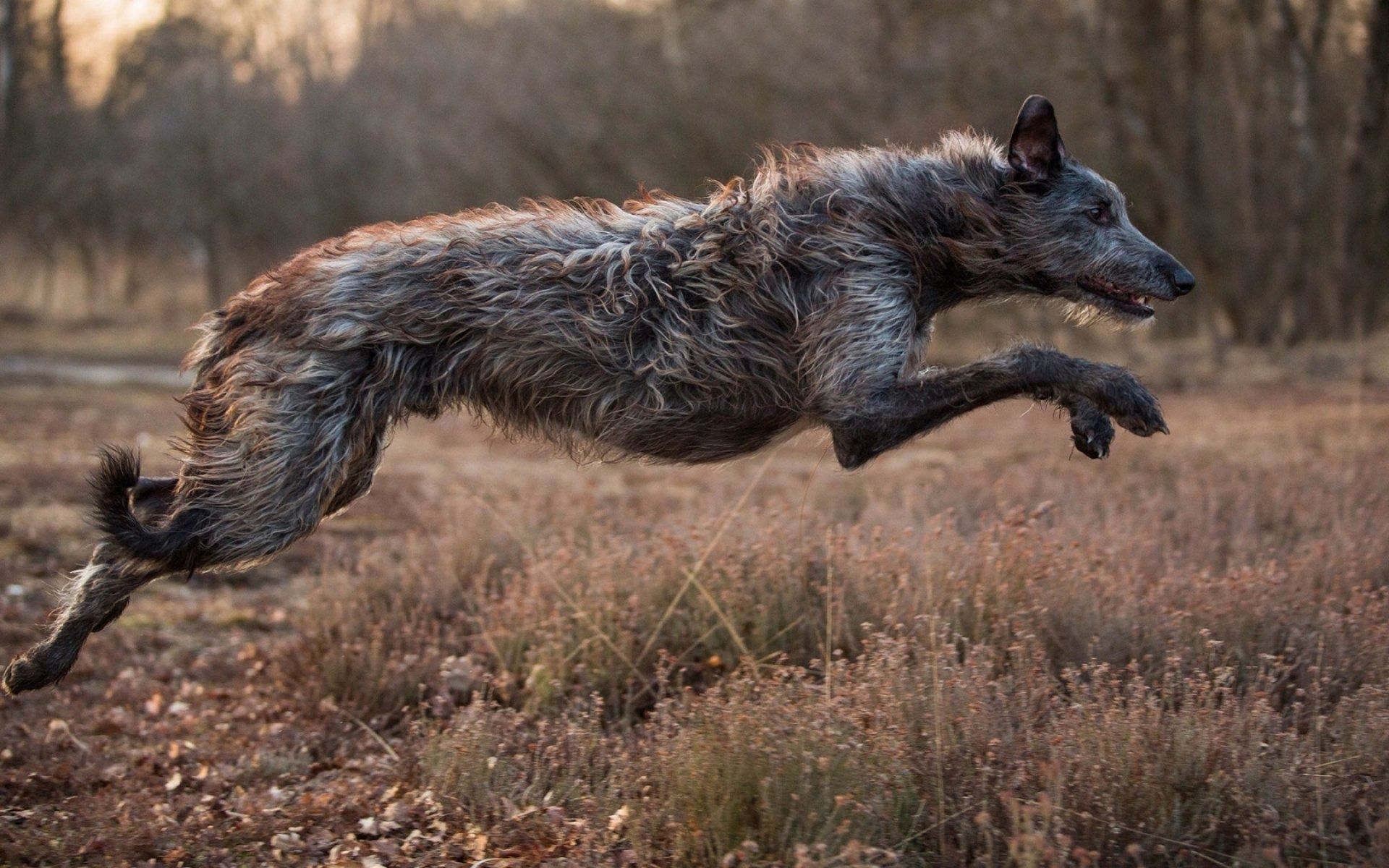 1920x1200 Wallpaper animal, Irish Wolfhound, dog for mobile and desktop, section собаки, resolution 1920x1200