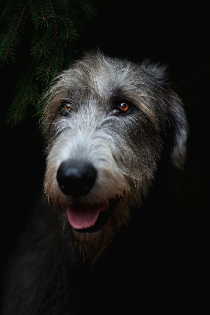736x1104 Irish Wolfhound Gin Perfect Drink for Dog Lovers. Irish wolfhound wallpaper, Irish wolfhound photography
