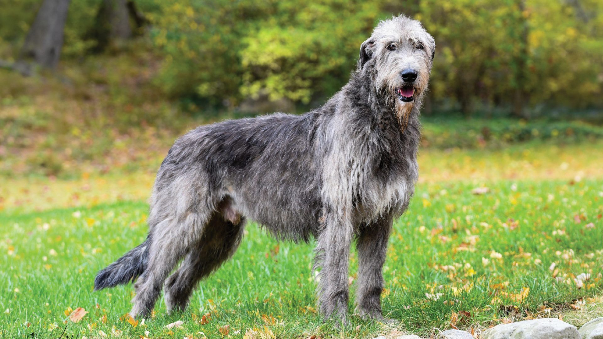 1920x1080 Irish Wolfhound