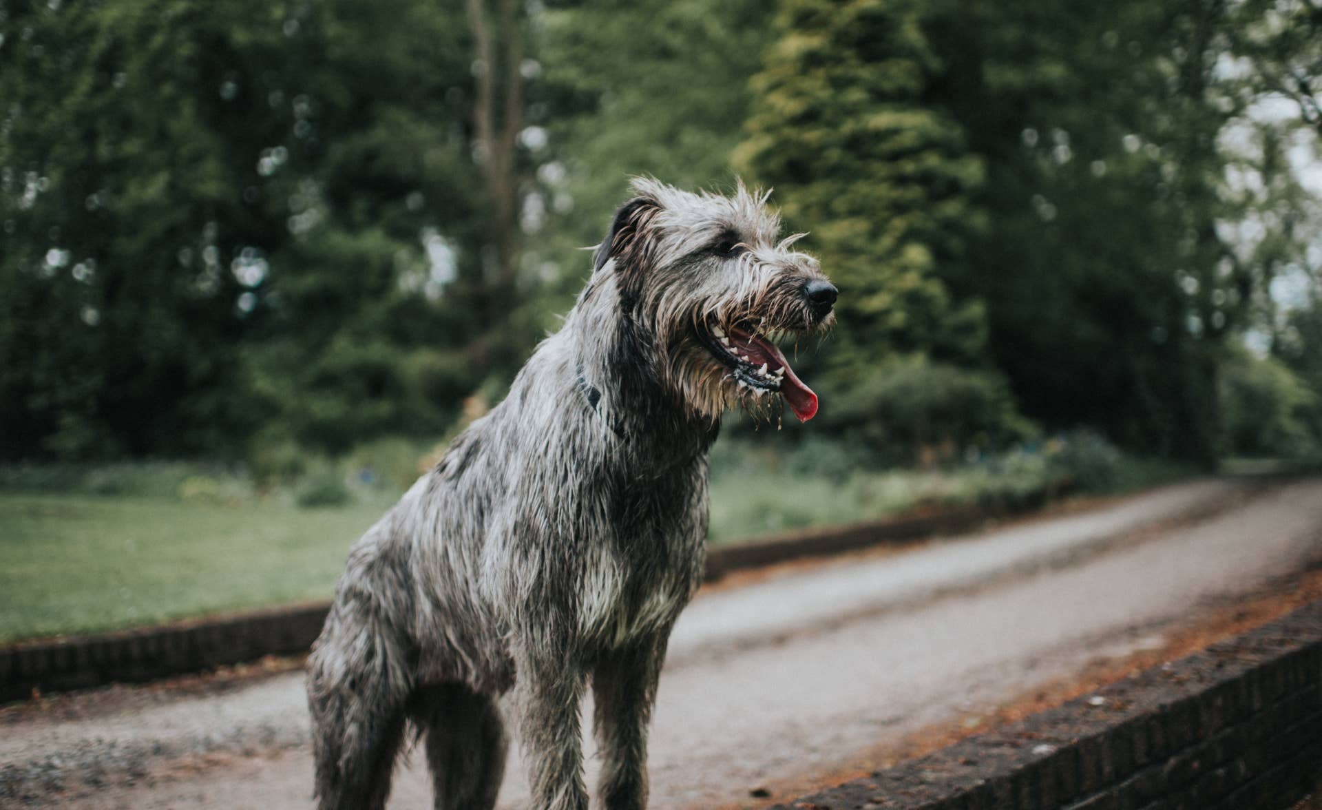 1920x1176 Newfoundland and Irish Wolfhound Look the Same Giant Size