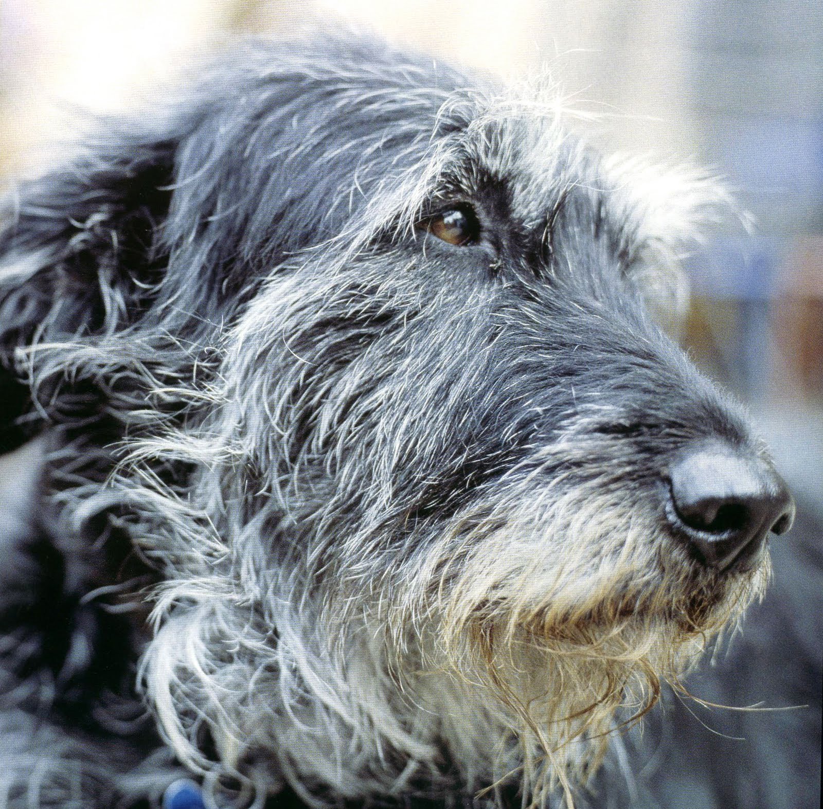 1600x1573 Irish Wolfhound dog face photo and wallpaper. Beautiful Irish Wolfhound dog face picture