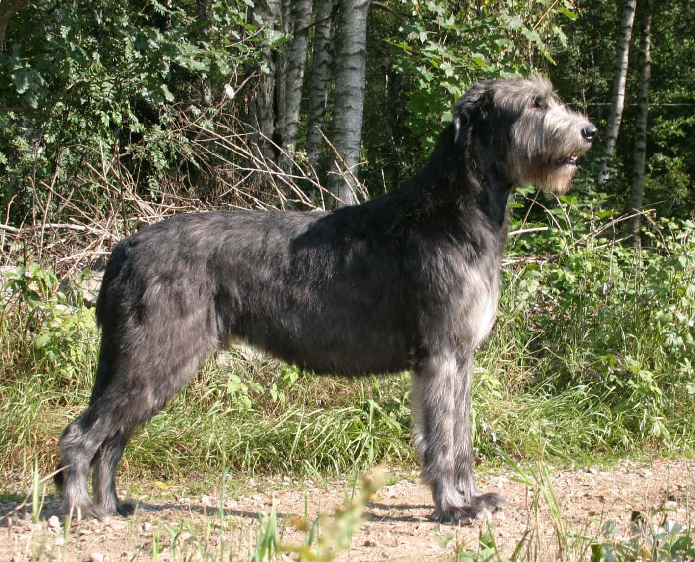 1417x1146 Irish Wolfhound dog in the forest photo and wallpaper. Beautiful Irish Wolfhound dog in the forest picture