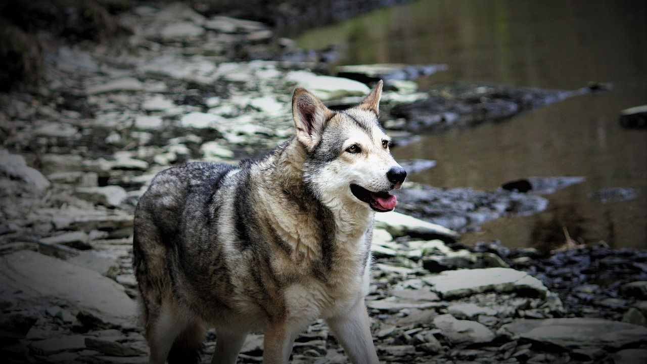 1280x720 Free Saarloos Wolfdog & Wolfdog Image