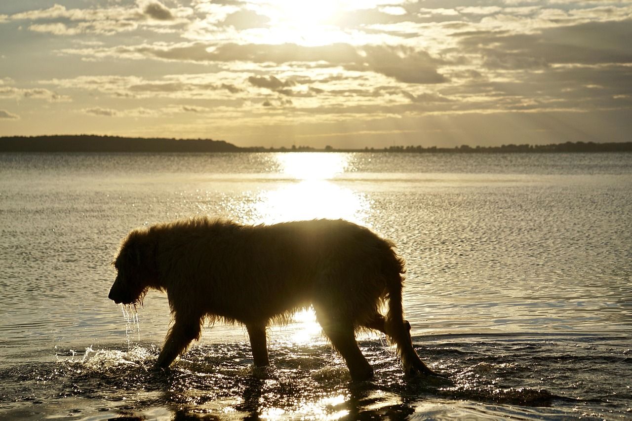 1280x853 Free Irish Wolfhound & Ireland Photo