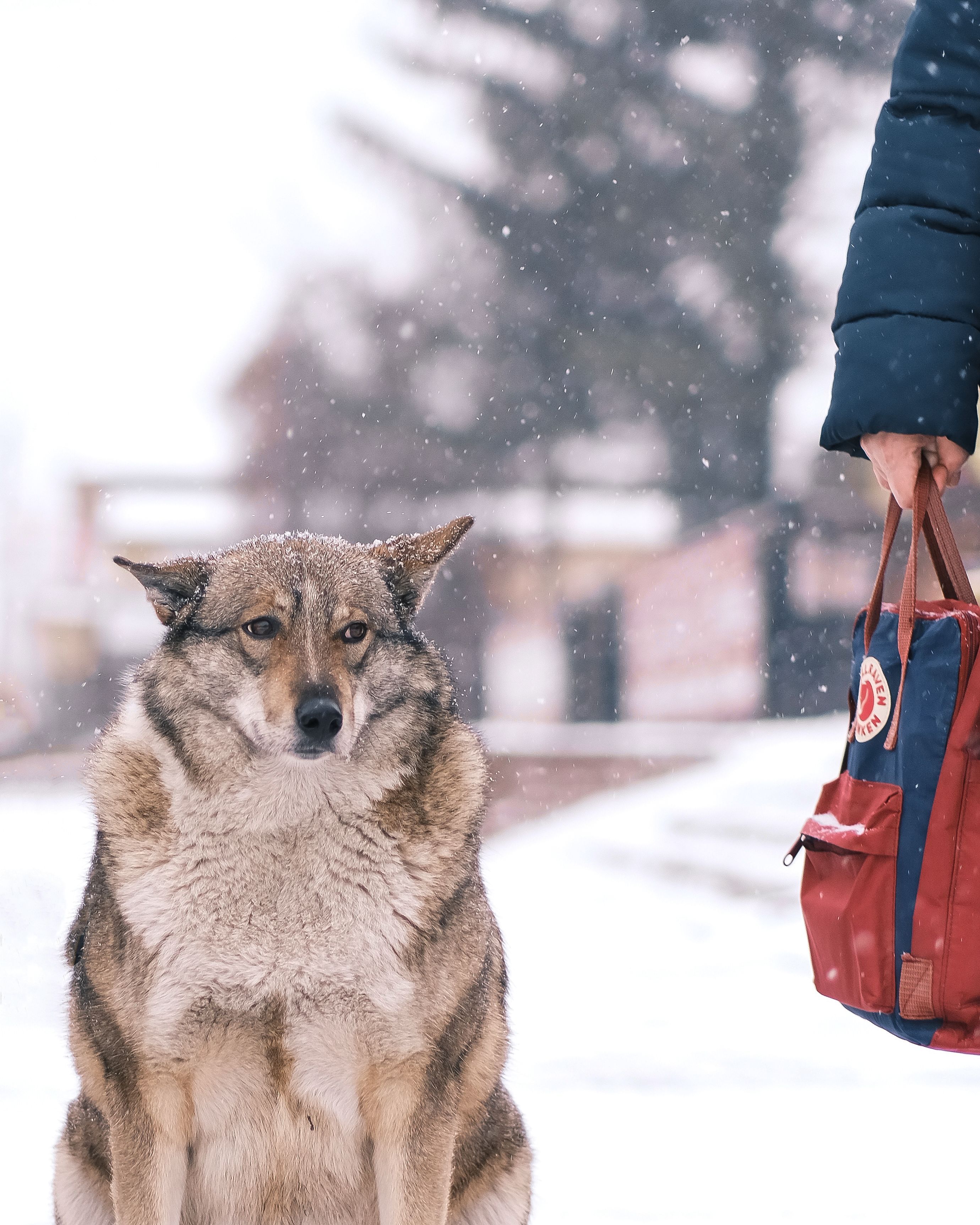 2760x3450 Gray Wolfhound Sitting On The Snow Covered Sidewalk Looking Sadly At A Passerby · Free