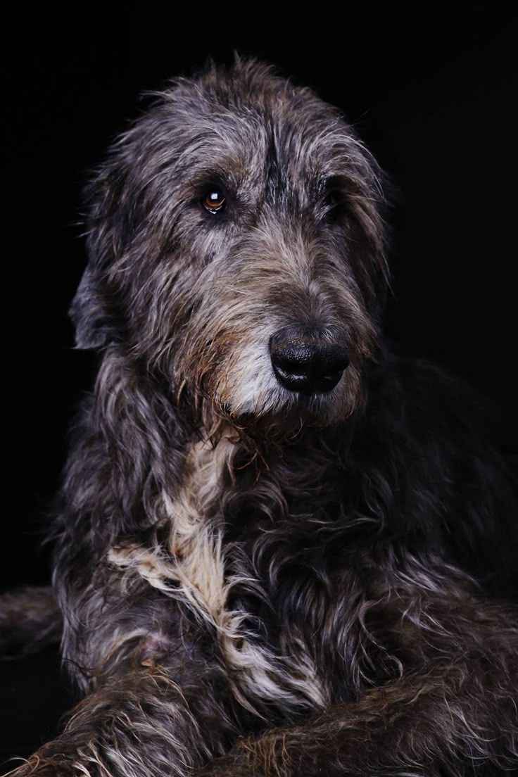 736x1104 Irish Wolfhound. Irish wolfhound wallpaper, Irish wolfhound photography, Irish wolfhounds in nature
