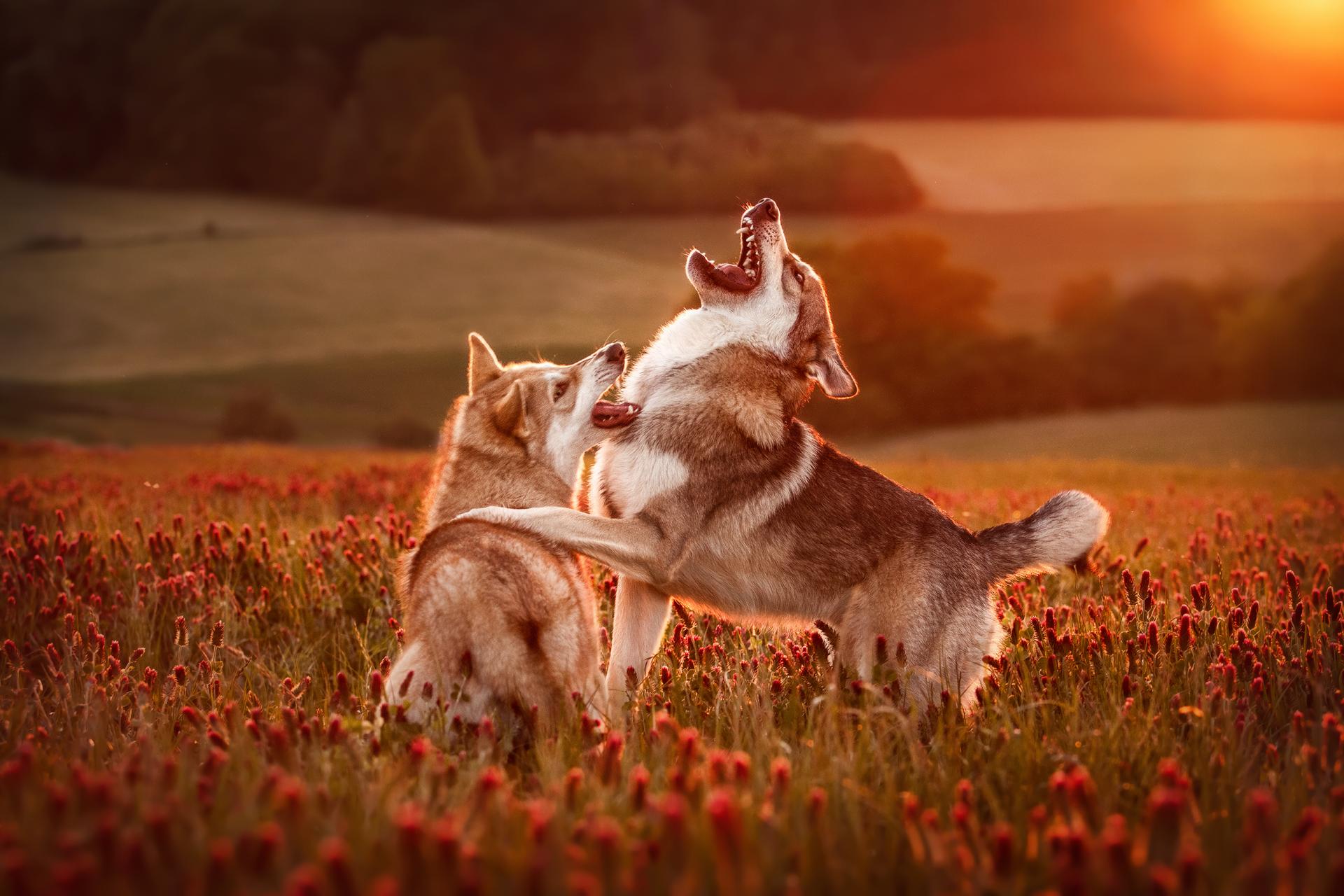 1920x1280 Wolfhounds in the red clover Art Photography Winner. MUSE Photography Awards