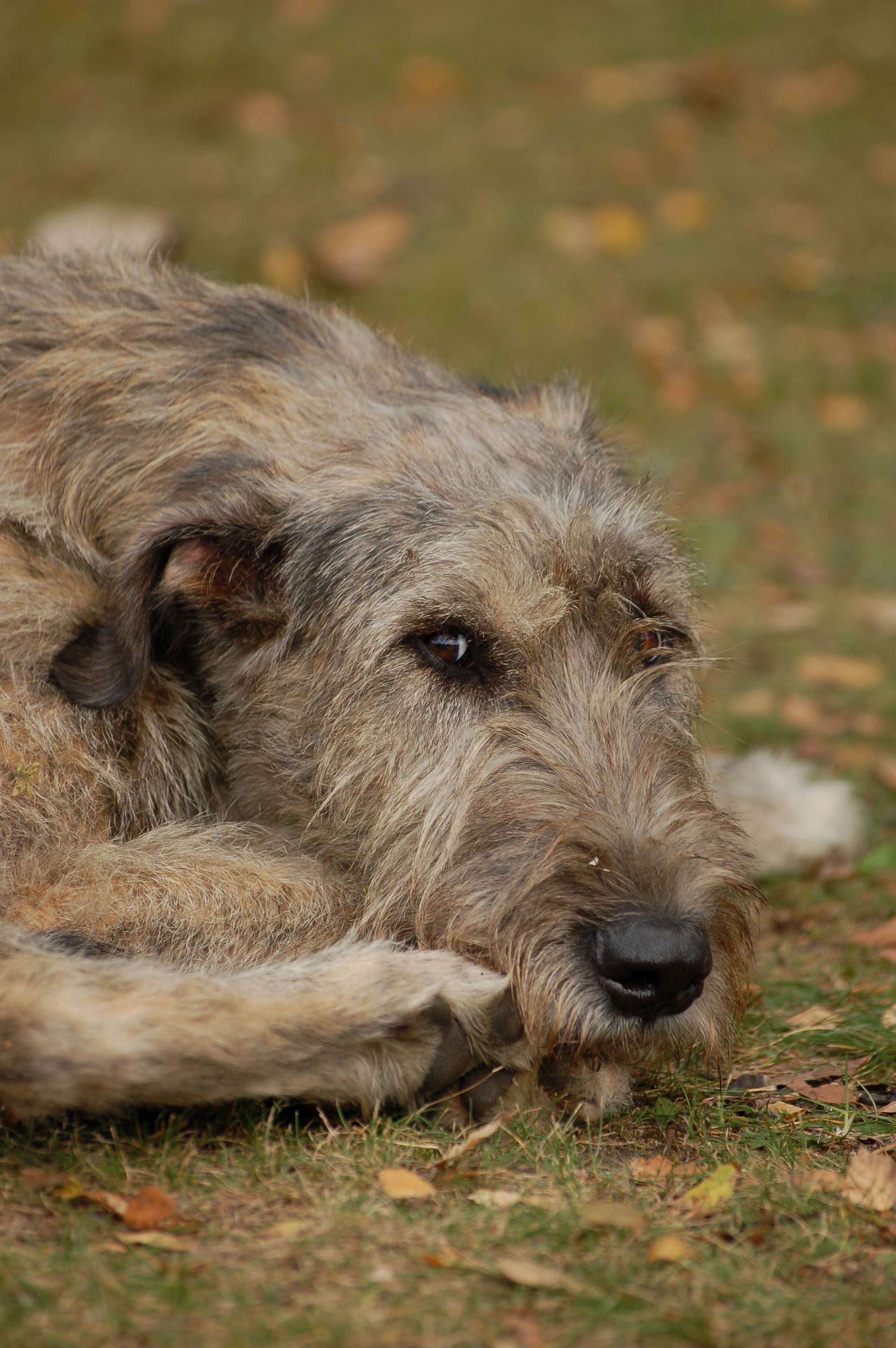 2000x3008 Irish Wolfhound