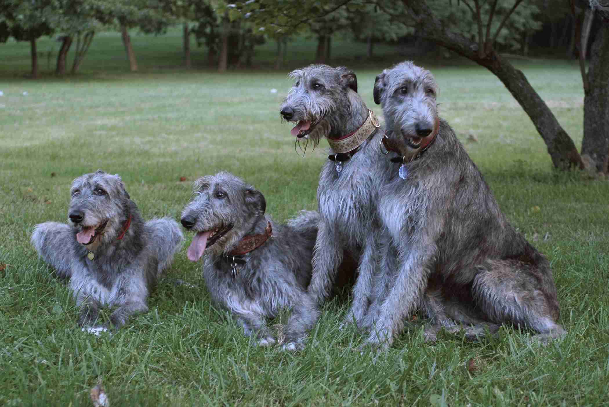 2100x1405 Irish Wolfhound Wallpaper