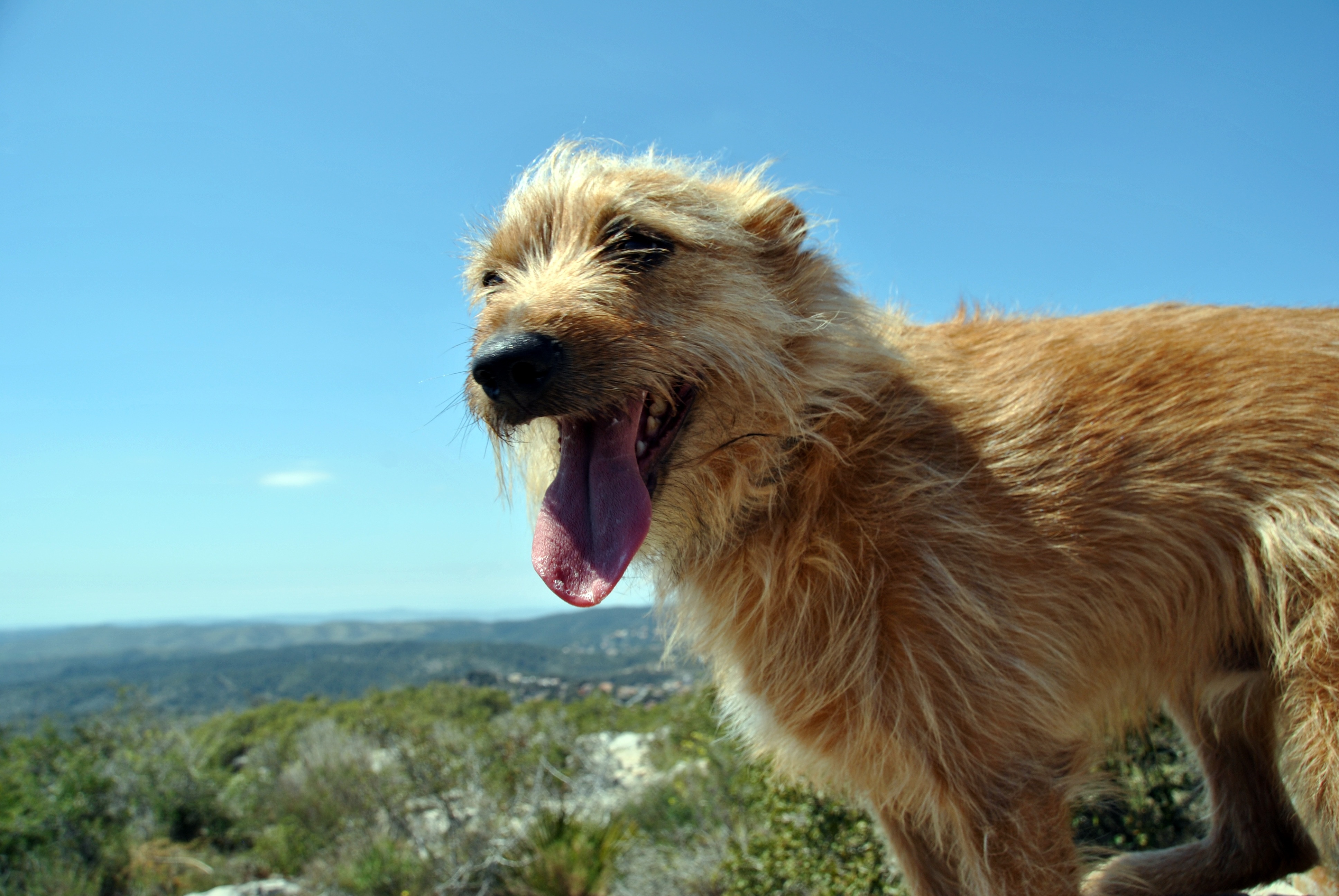 3872x2592 brown irish wolfhound free image