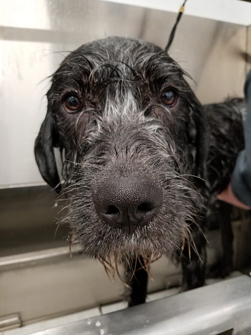 800x1067 Bath Time, dog, wolfhound, HD phone wallpaper
