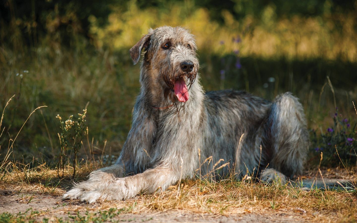1440x900 The Irish Wolfhound: Characteristics, Temperament & Care Dog Magazine