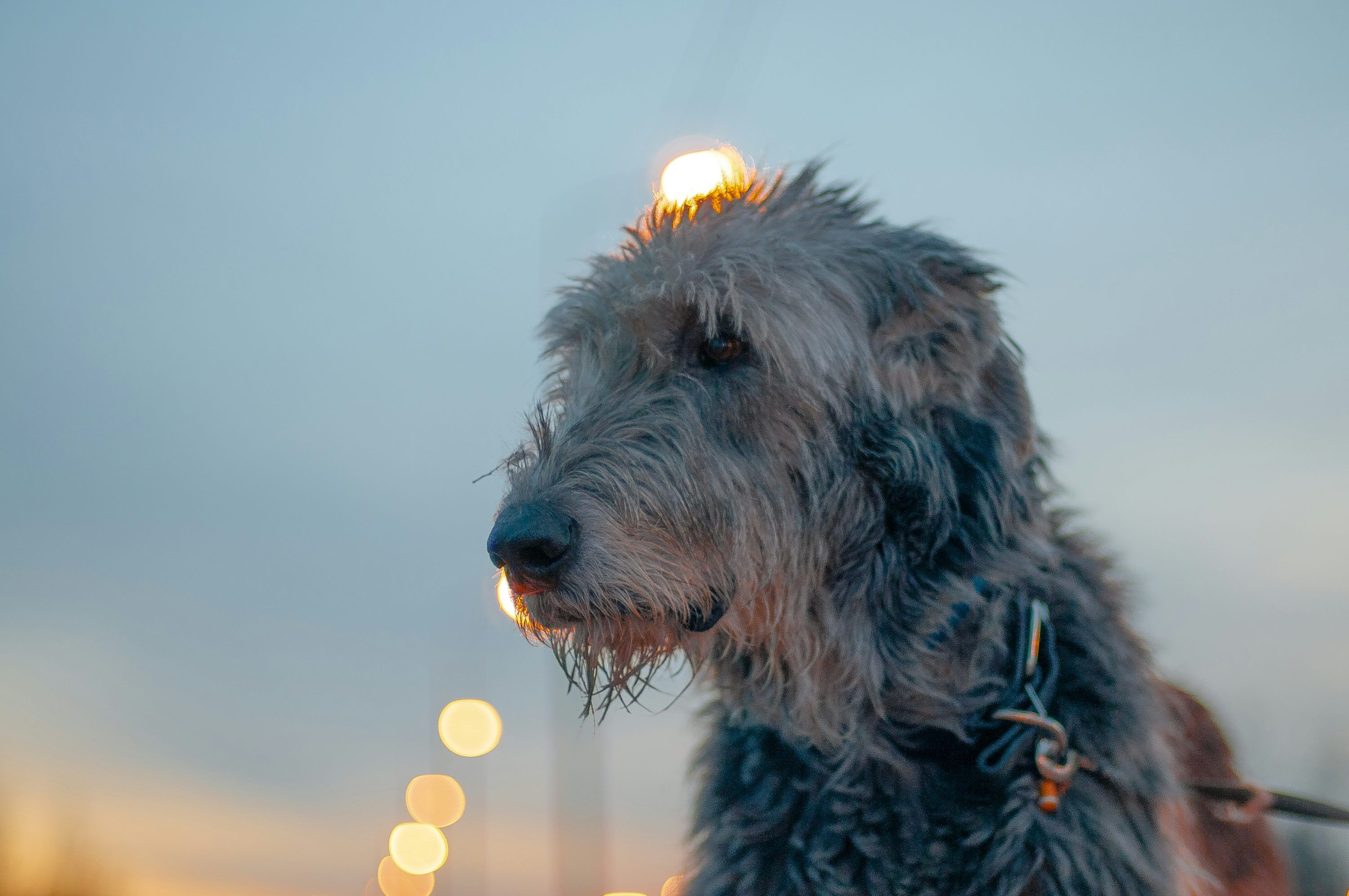 3000x1993 A dog with a light on its head