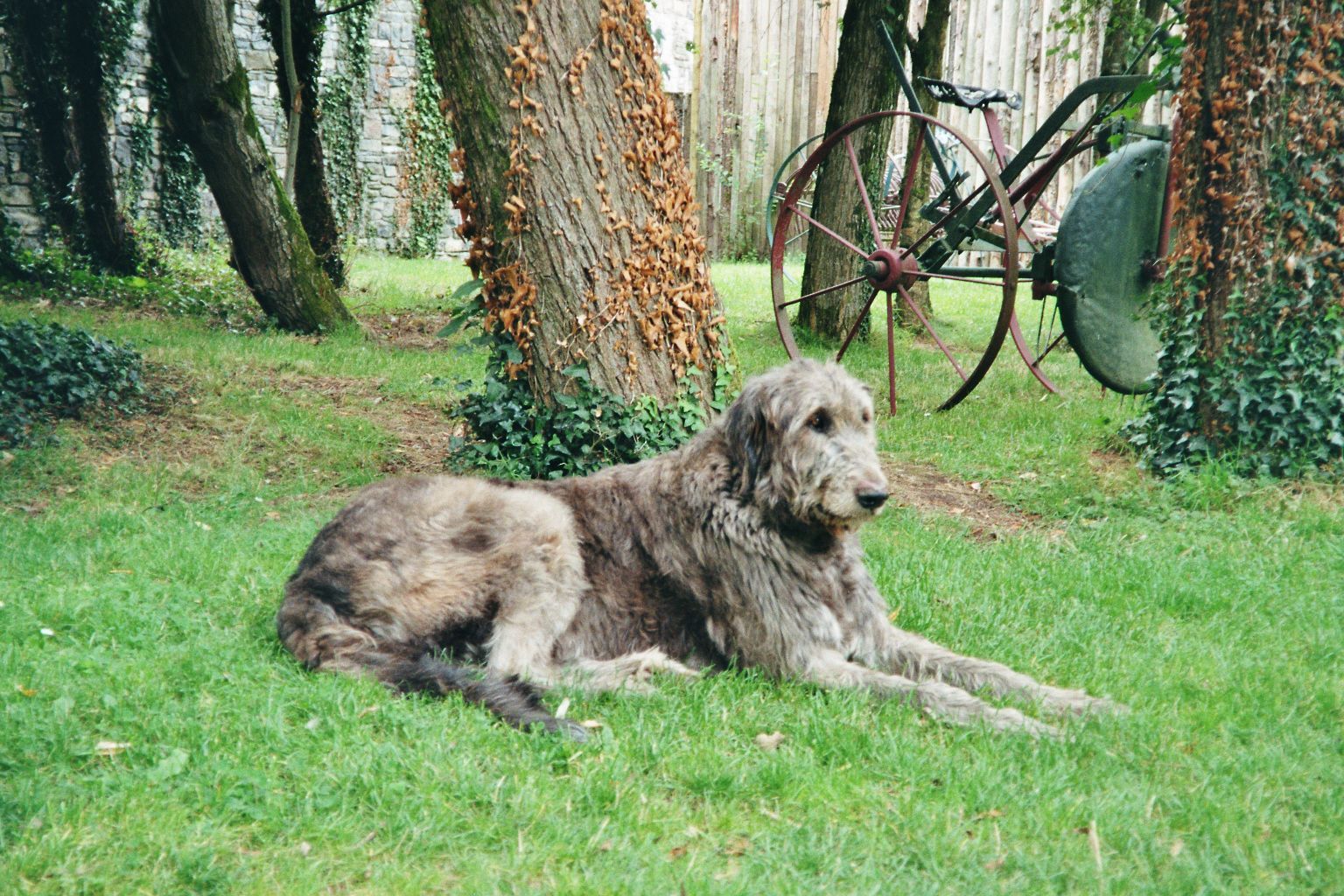 1536x1024 Discover 15 Dog!!!!! and irish wolfhound in grass ideas. white irish wolfhound in grass, wolfhound face, irish wolfhound photography and more