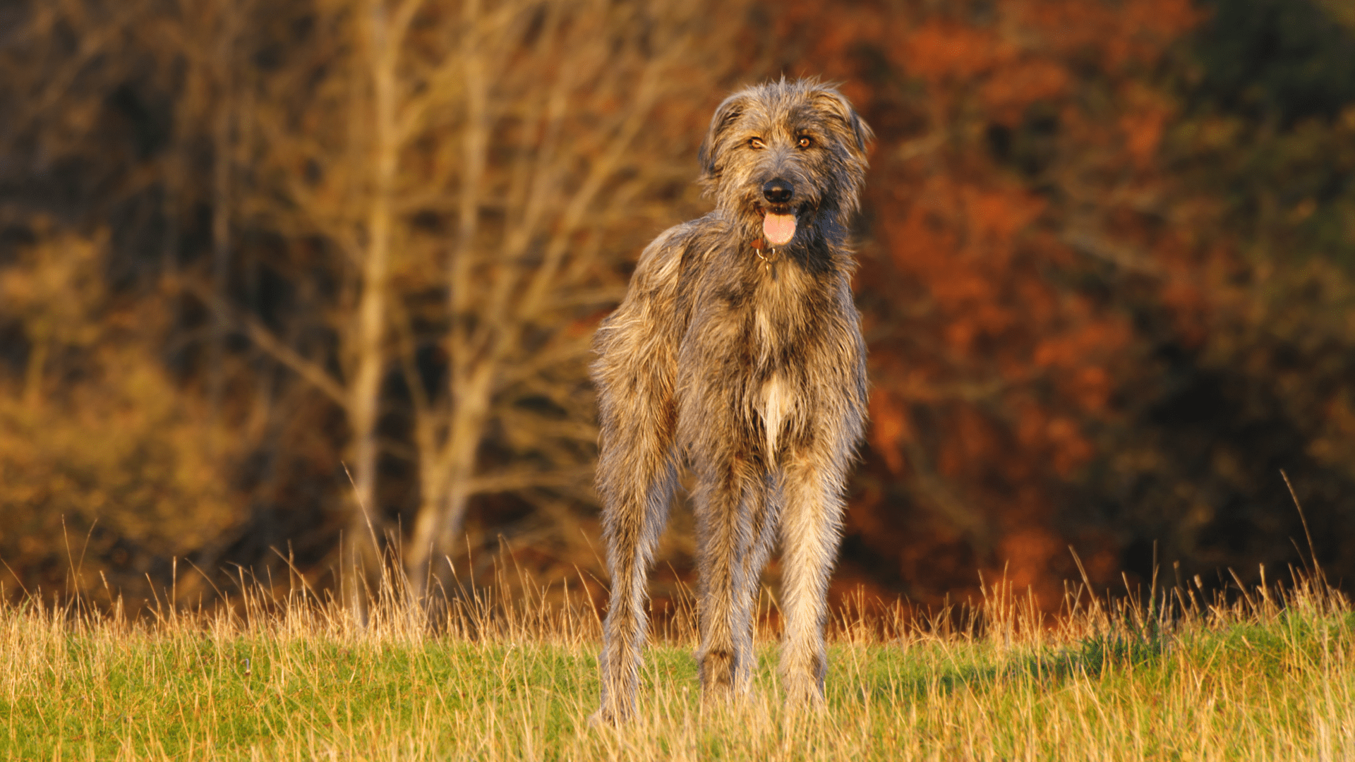 1920x1080 Irish Wolfhound