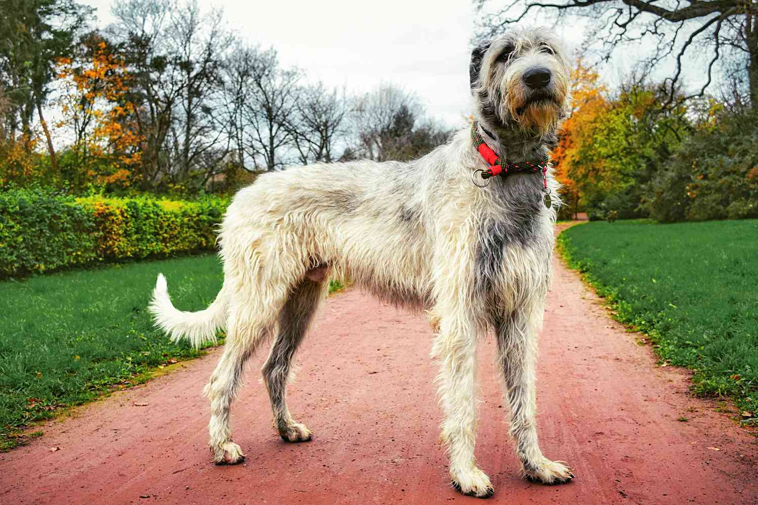 1500x1000 Wolf Dog Breed Doppelgängers Who Will Make You Do A Double Take