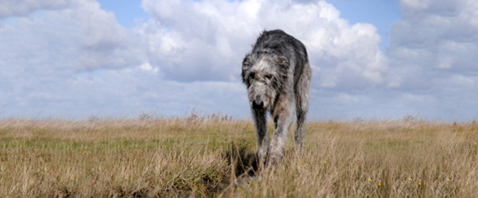 1532x634 Irish Wolfhound