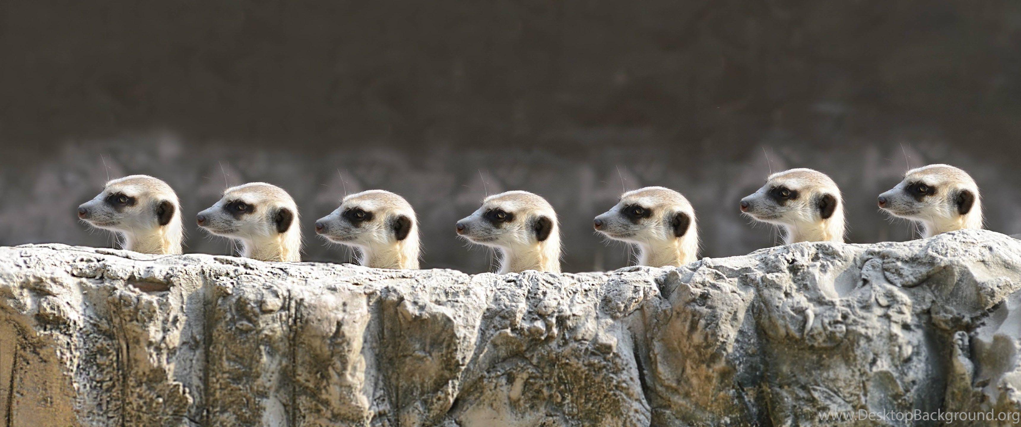 3440x1440 Many Stones Meerkat Suricata Suricatta .