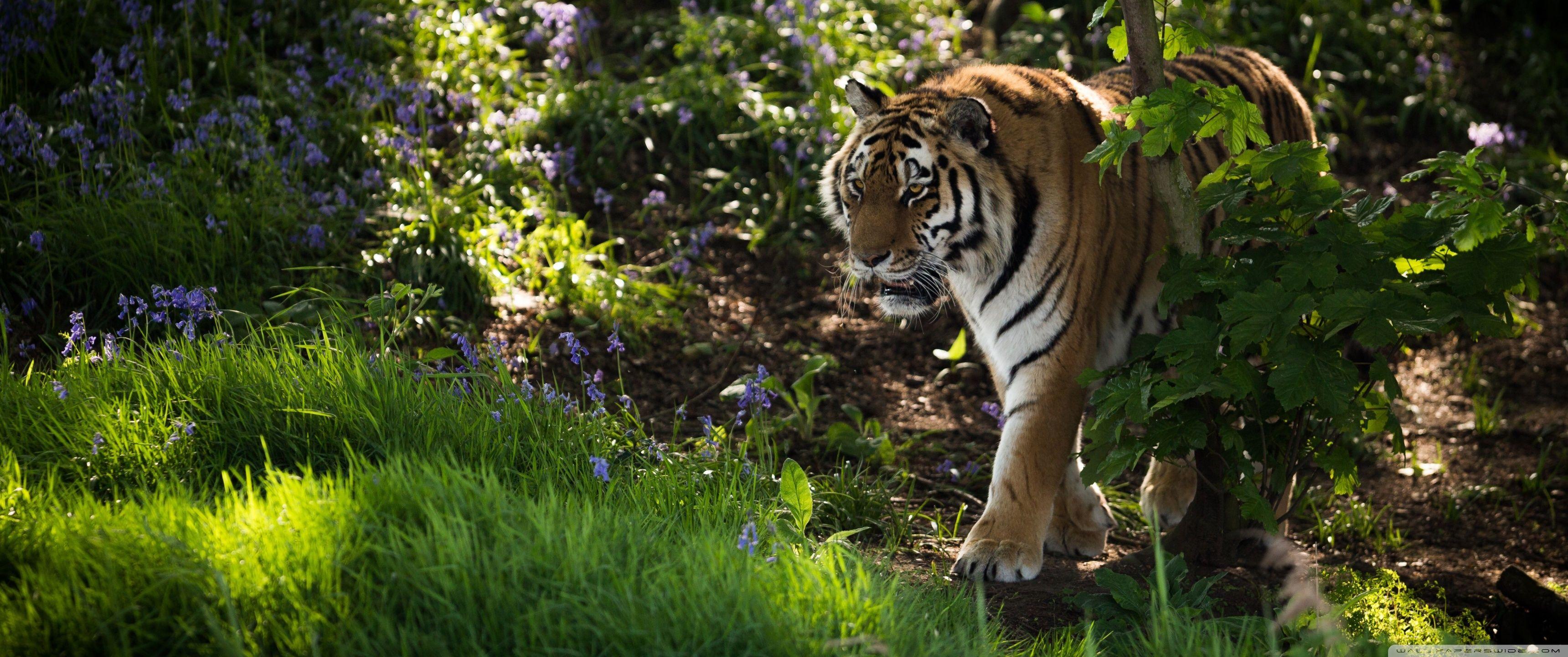 3440x1440 Download Wild Tiger Animal UltraHD .