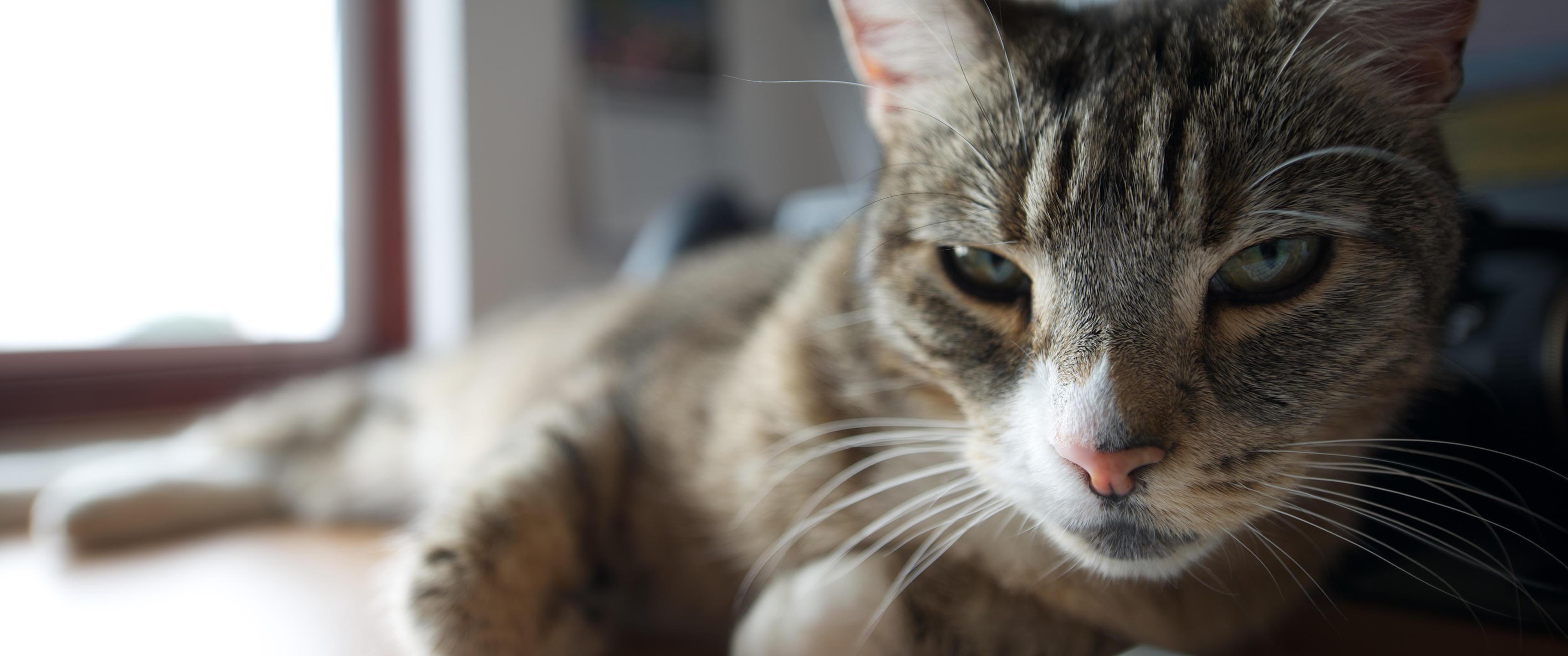 3440x1440 Cat Ultrawide Wallpaper Wallpaper .