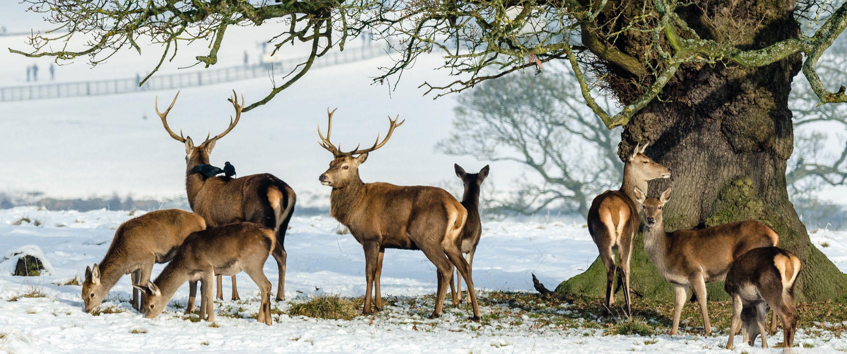 3440x1440 Deers Animals, Under the Tree, Winter .