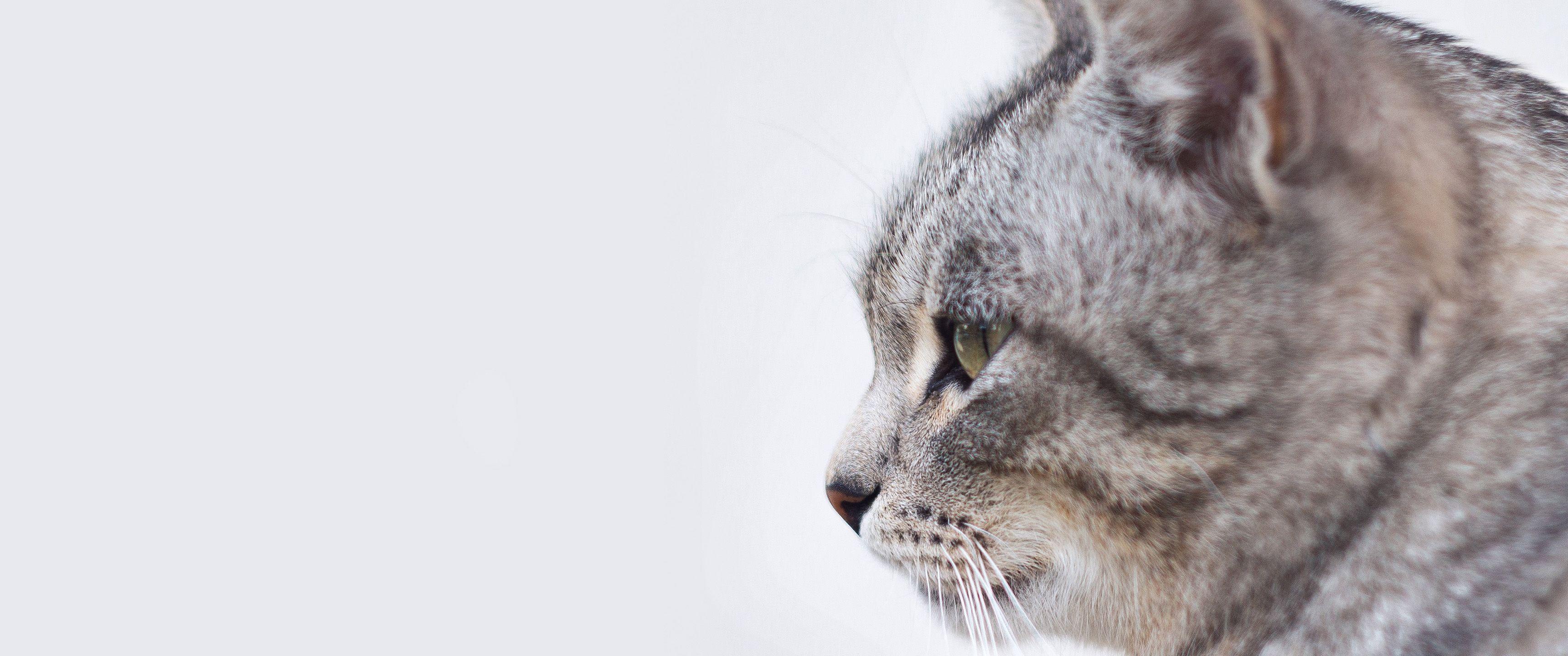 3440x1440 Nine Lives 21:9 Wallpaper. Ultrawide .
