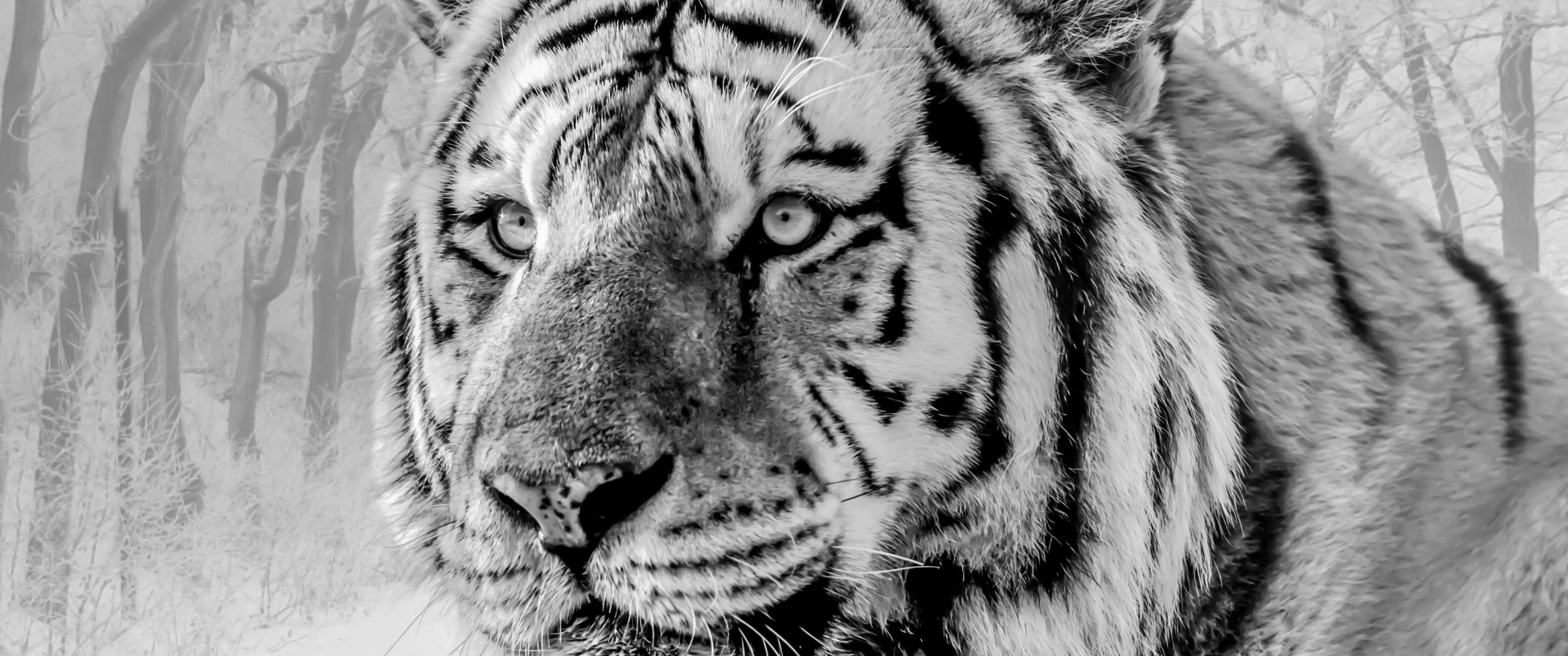 3440x1440 White Tiger, Majestic, Predator .