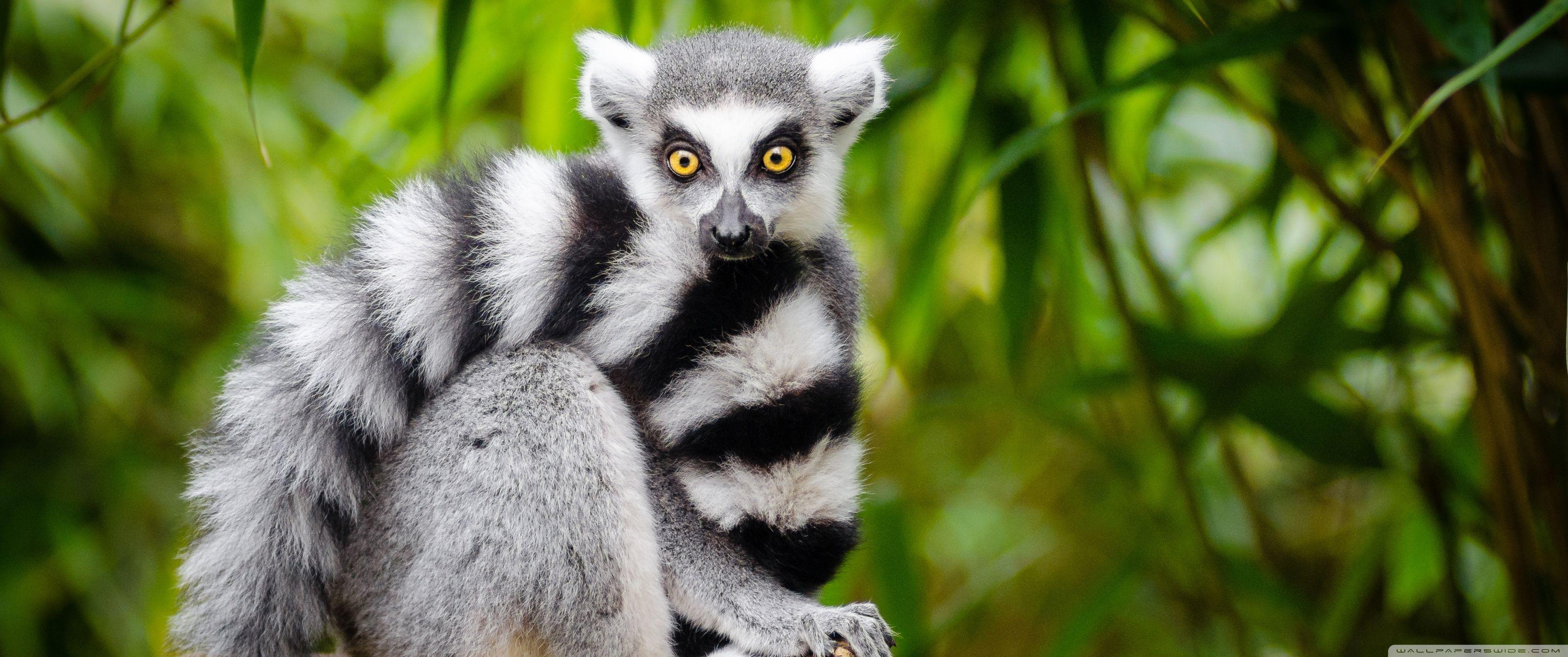 3440x1440 Ring Tailed Lemur Ultra HD Desktop .