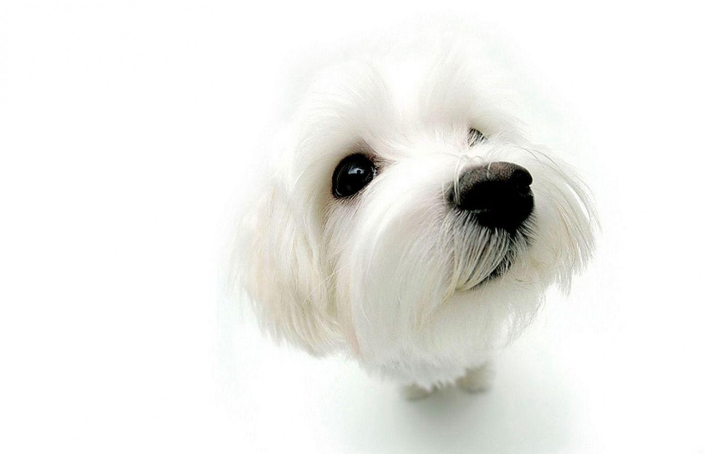 1440x900 White Dog